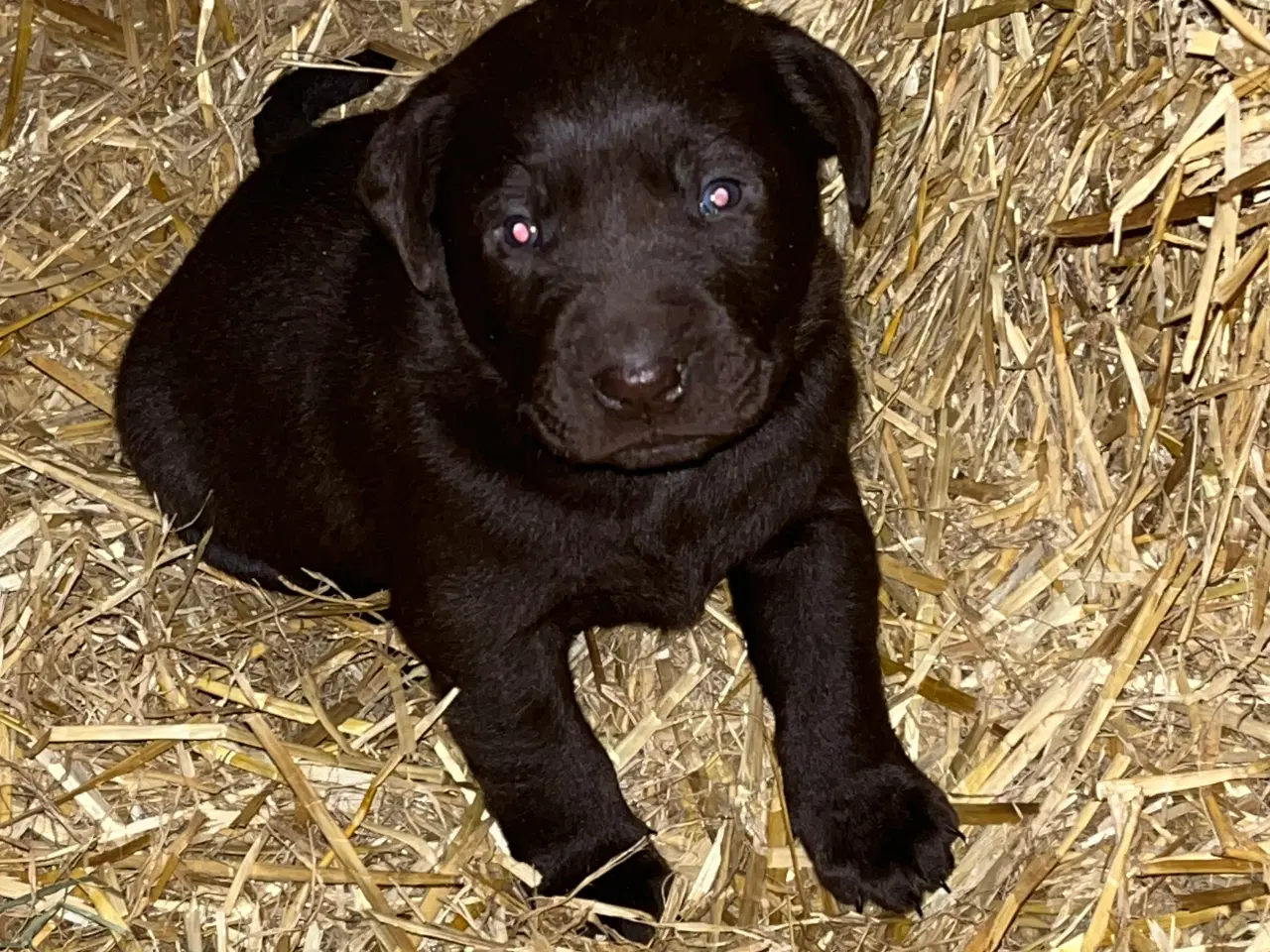 Billede 5 - Skønne brune labradorhvalpe sælges - 5 uger