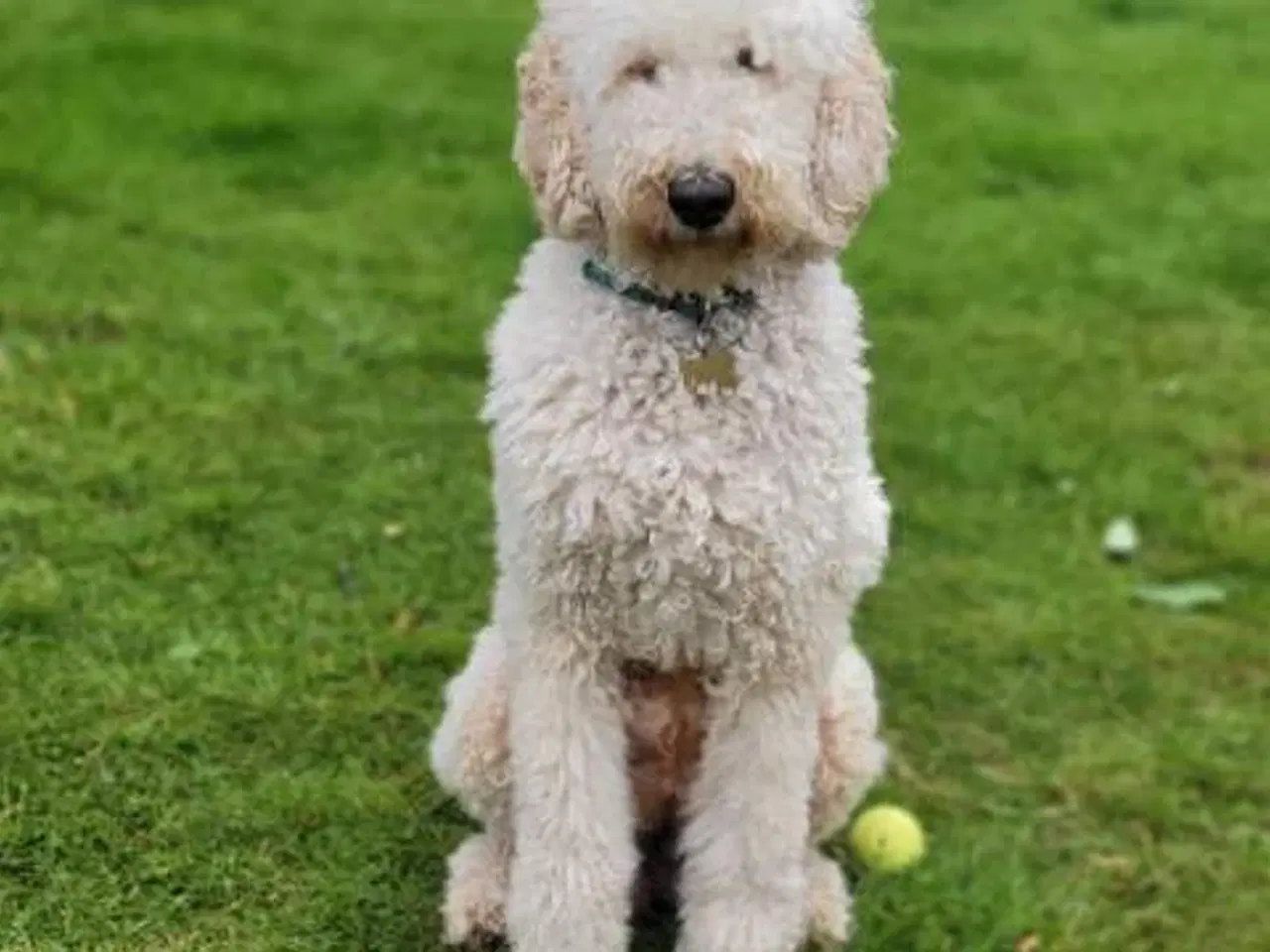 Billede 8 - Goldendoodle 