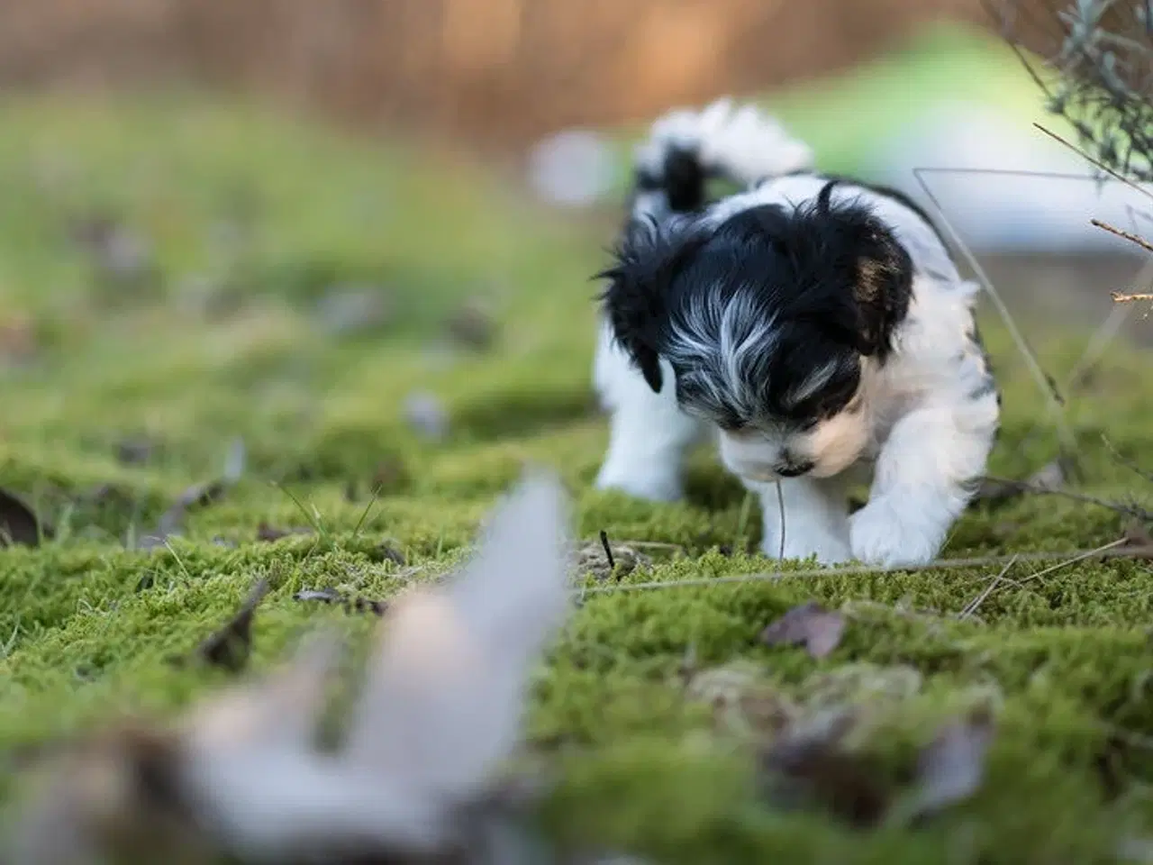 Billede 7 - Doodle Bamser