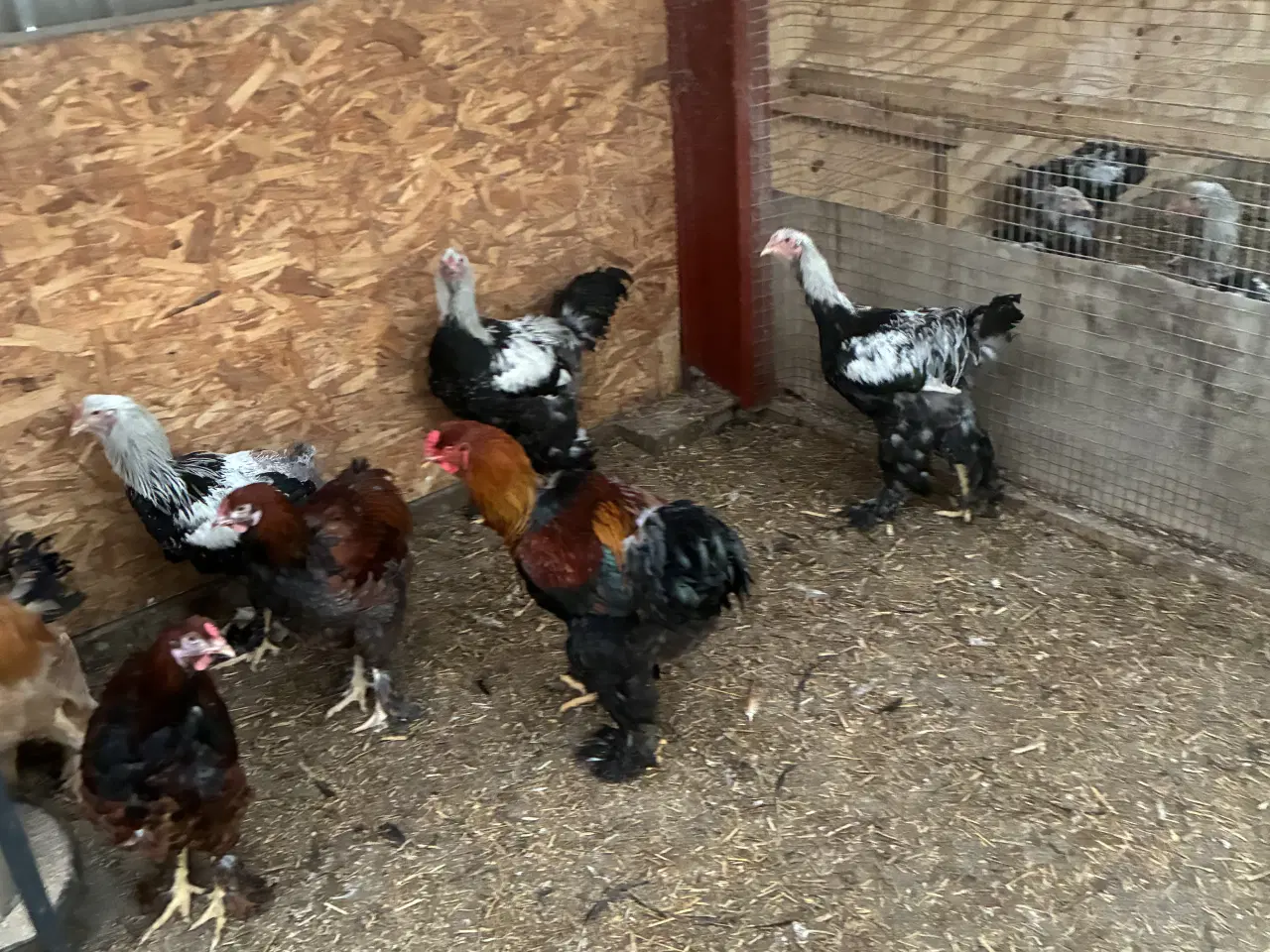 Billede 3 - Sølv sort båndet