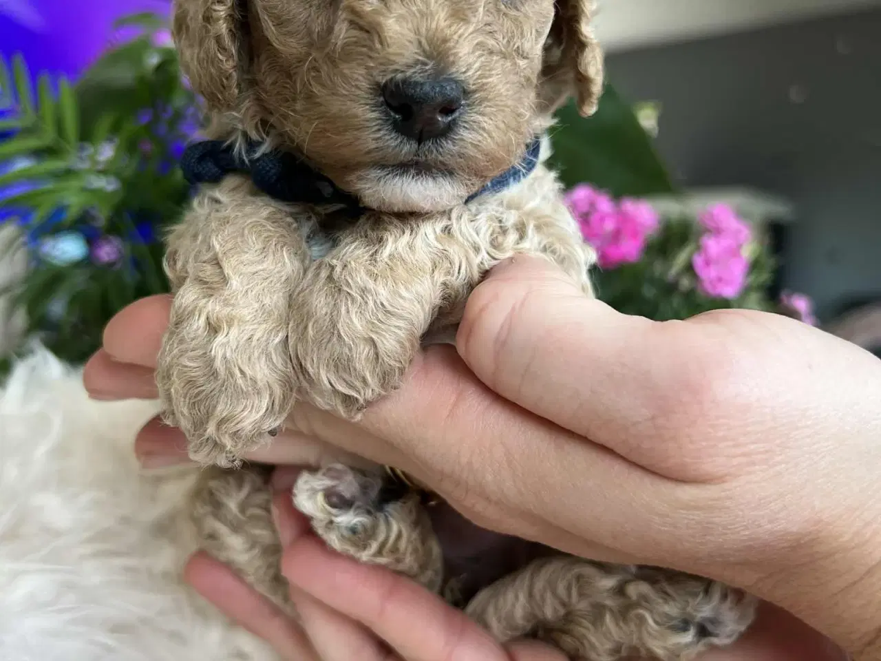 Billede 11 - Maltipoo tæve 
