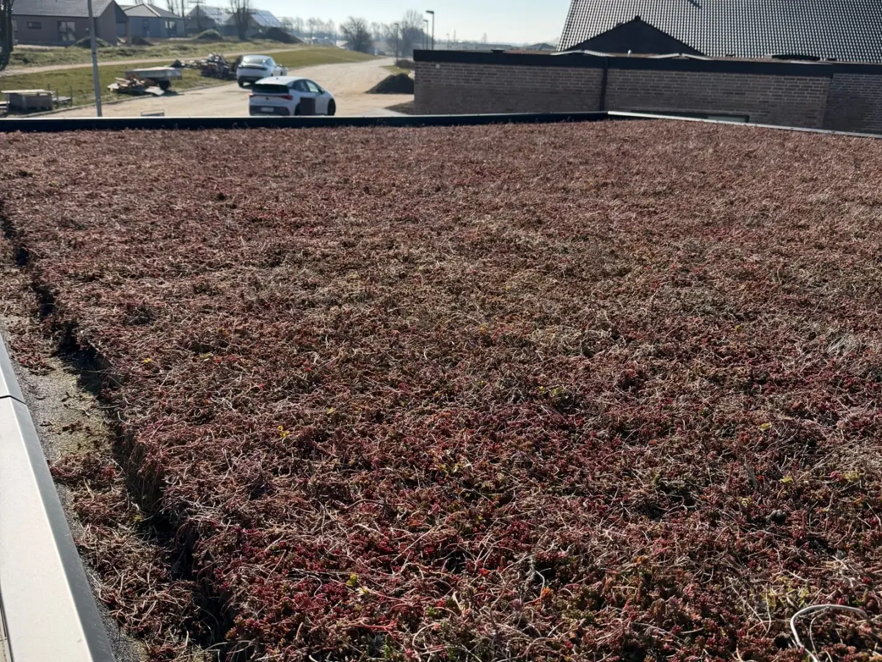 Billede 1 - Sedum planter fra Byggros. 9 m² i flotte farver