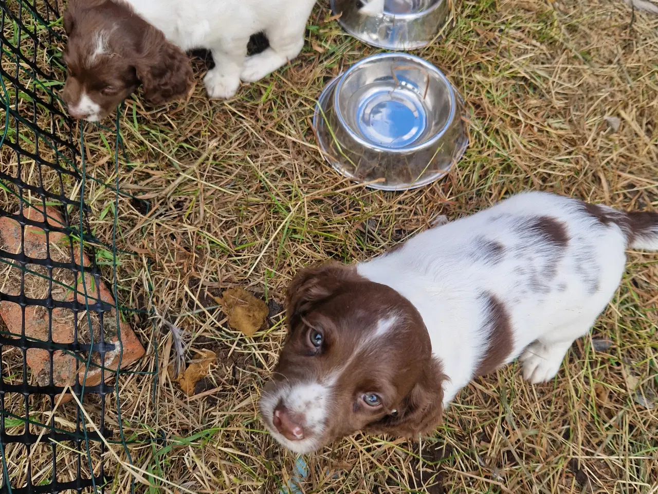 Billede 10 - Søde hvalpe - engelsk springer spaniel  FT og Bob