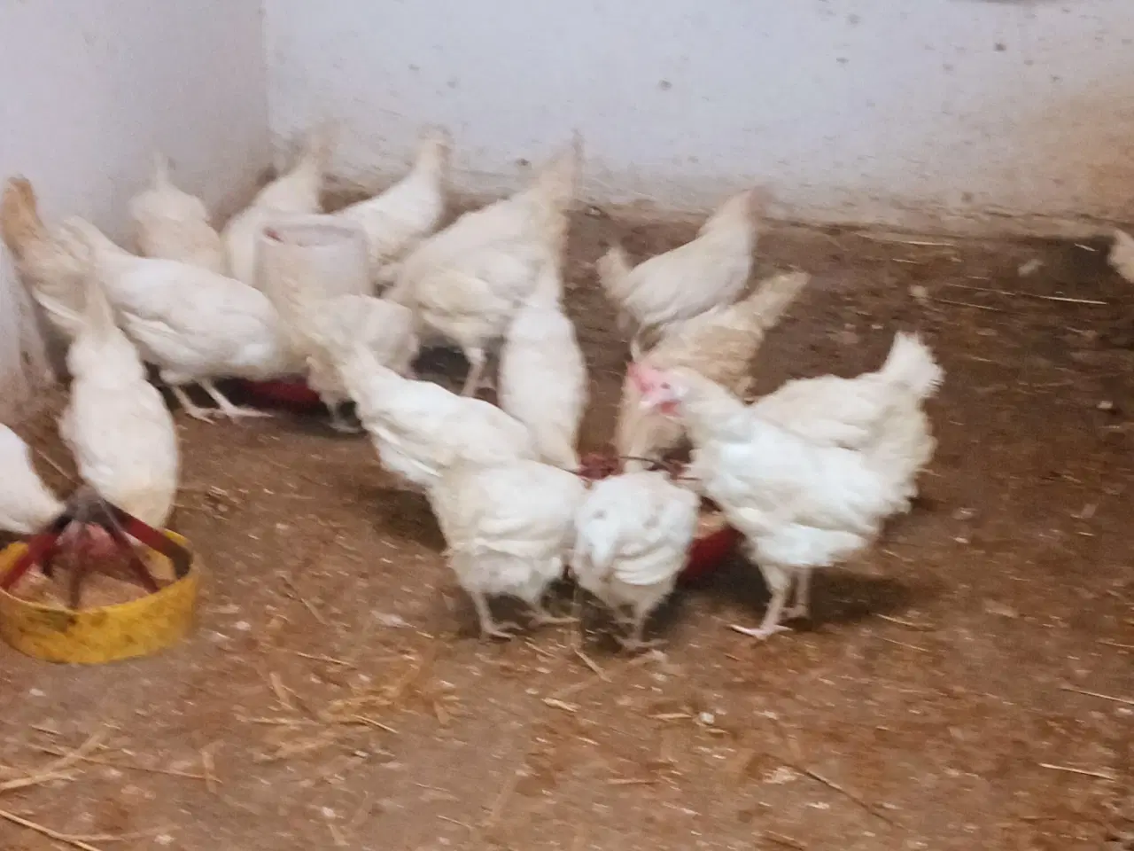 Billede 1 - Æglæggende høns   i fuld æglægning.