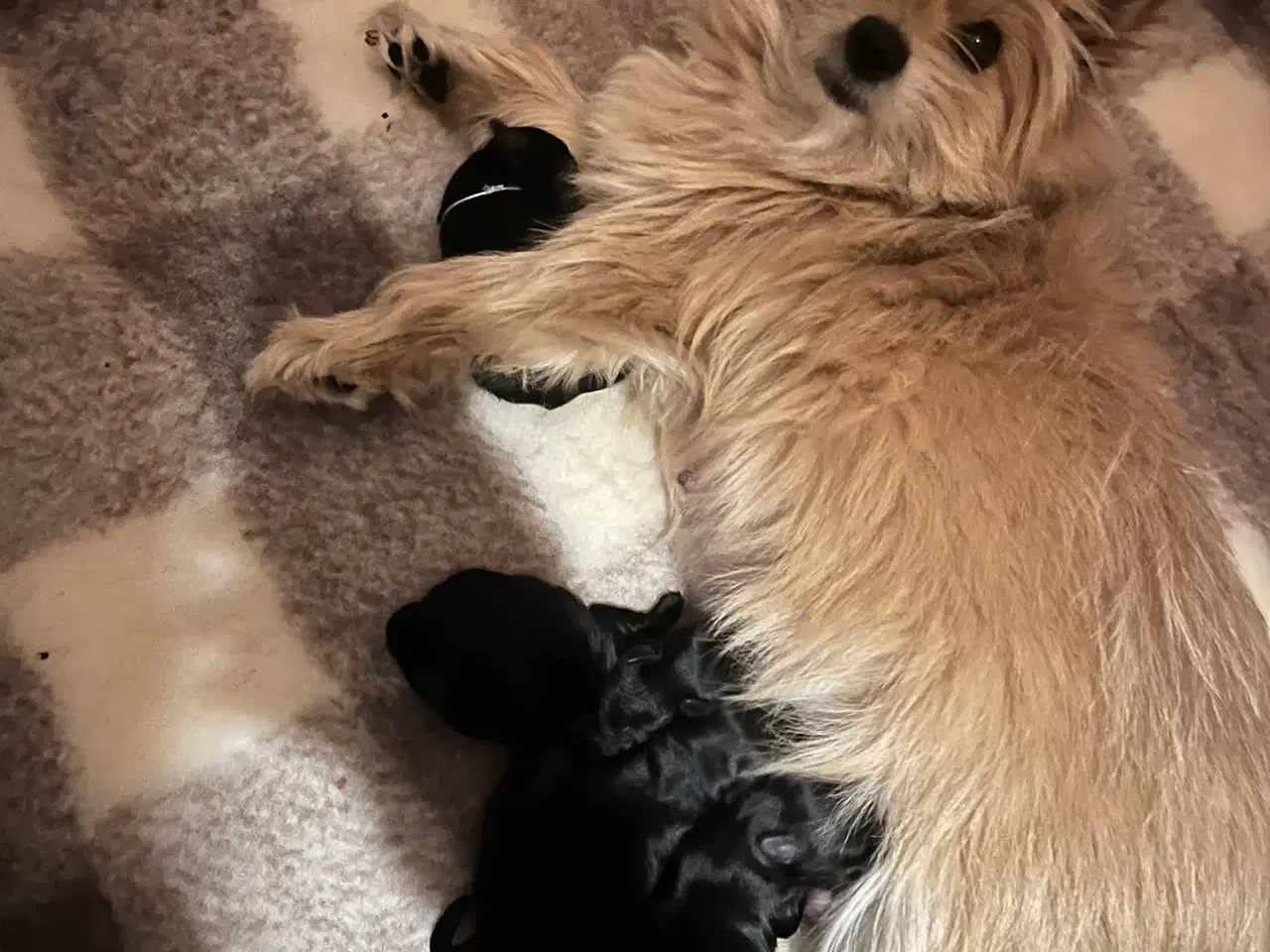 Billede 1 - Hvalpe søger nyt hjem