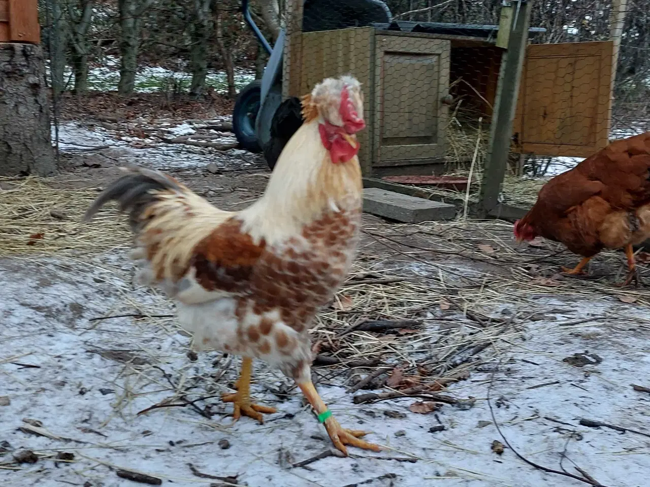 Billede 4 - Grønlæggerhane med personlighed