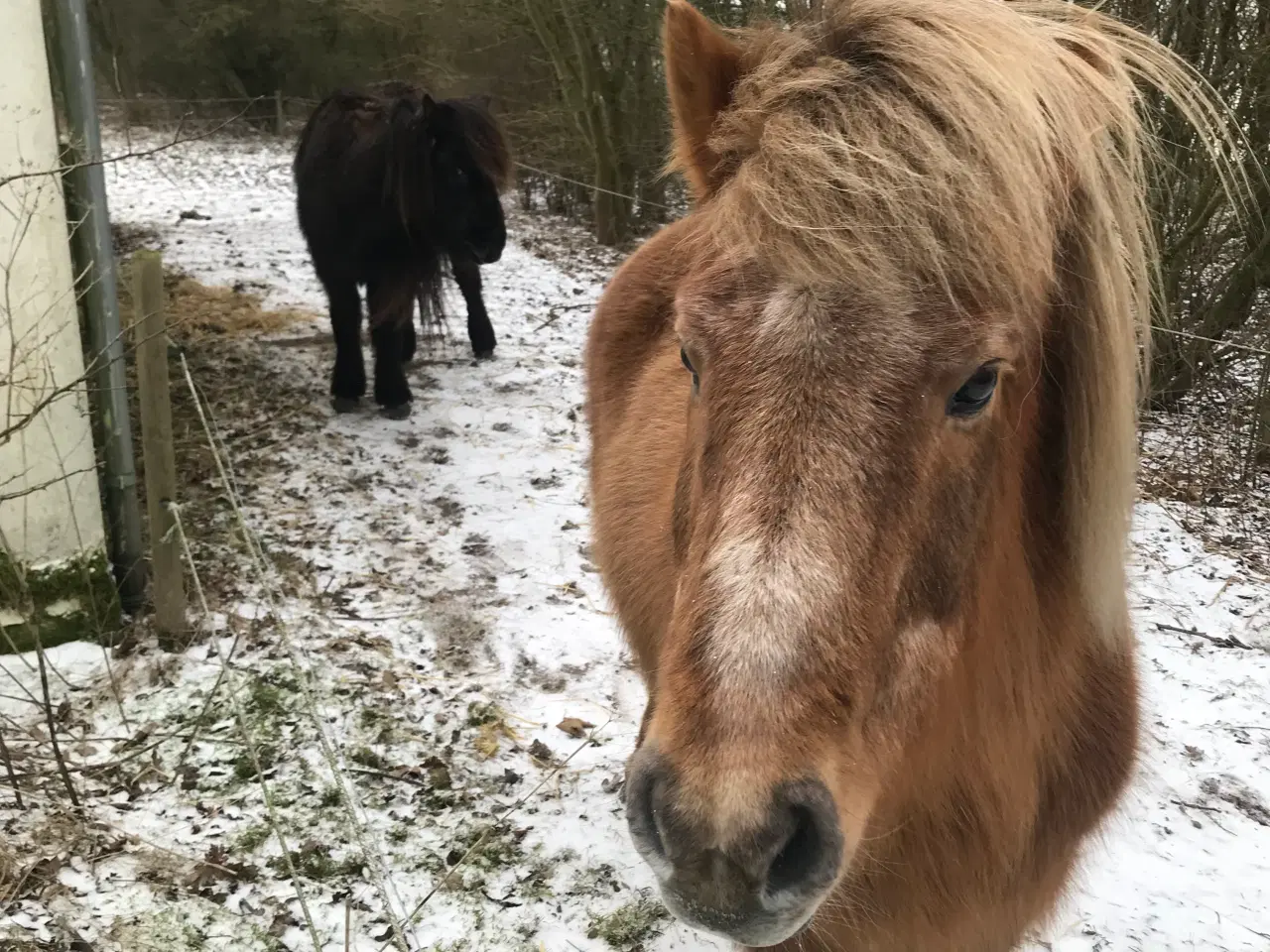 Billede 4 - 2 islandske heste og div. tilbehør