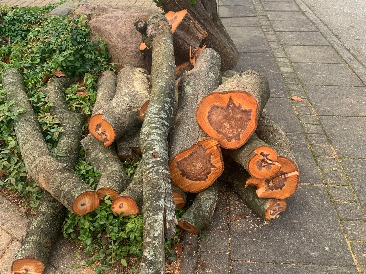 Billede 5 - Træ til drejning