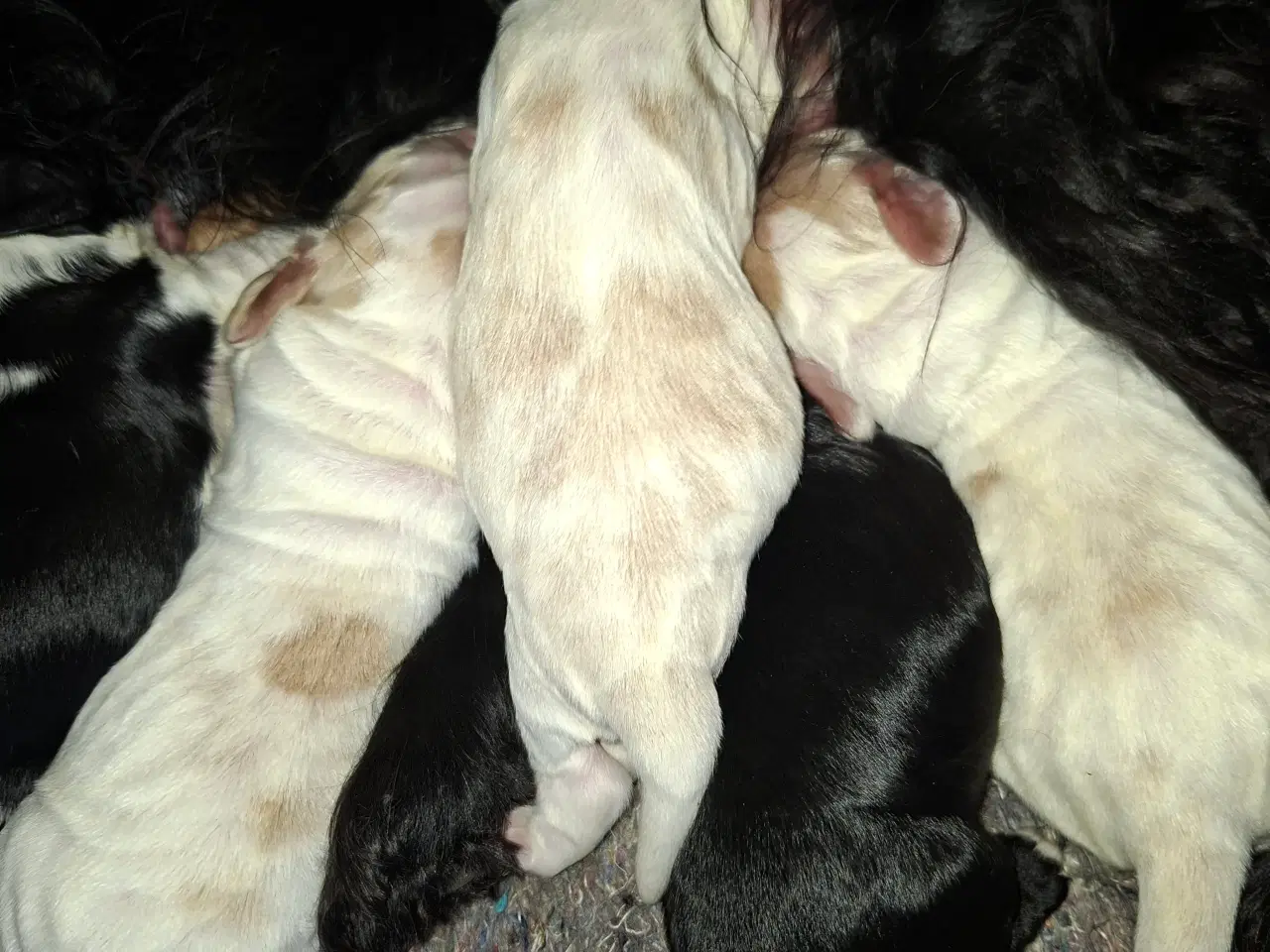 Billede 5 - Engelske cockerspaniel hvalpe 