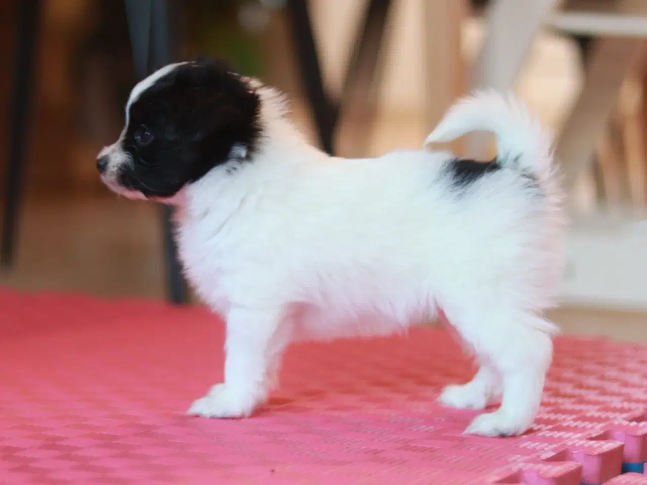 Billede 6 - Papillon hvalpe 