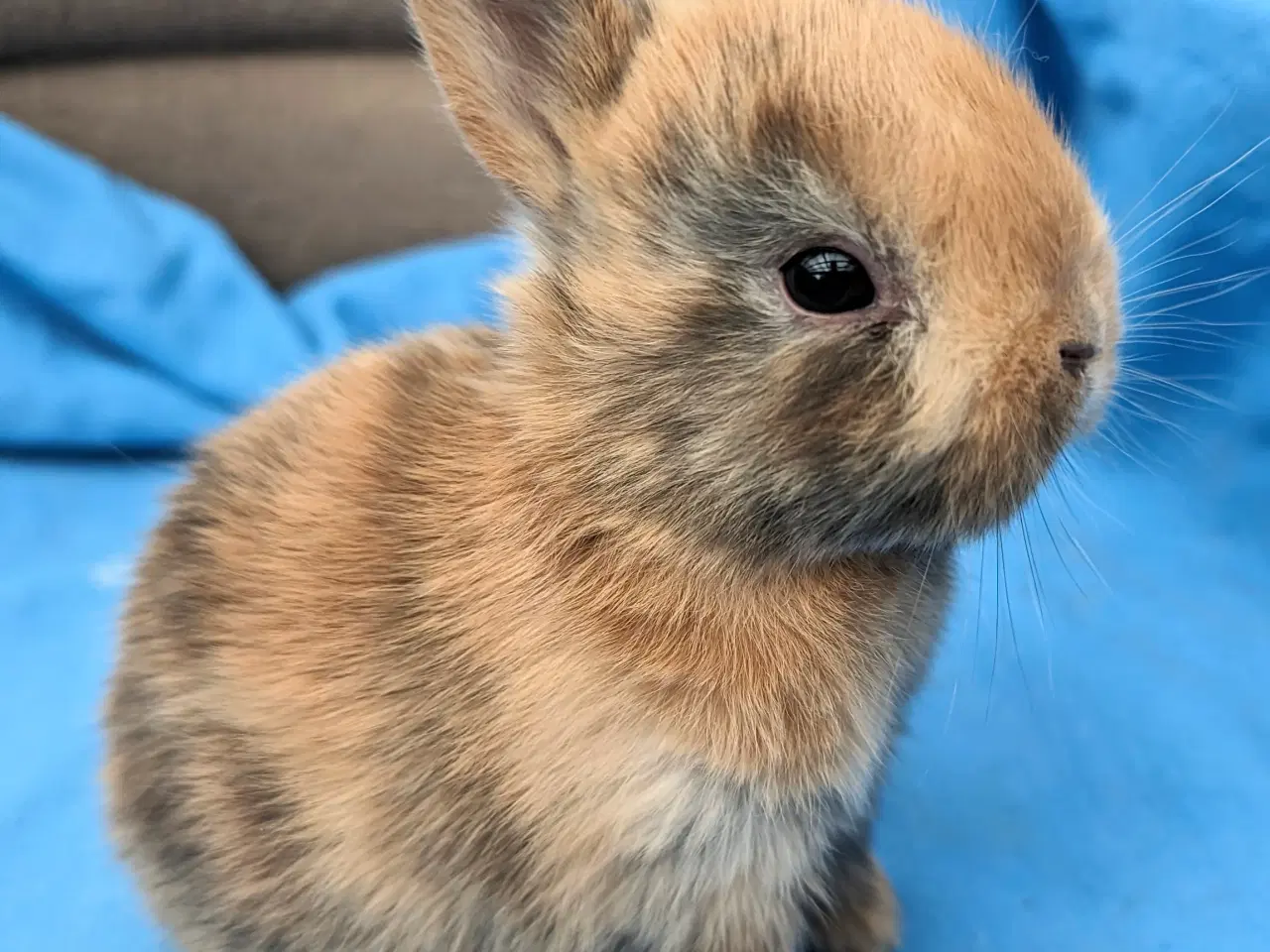 Billede 2 - Hermelin kaninunge