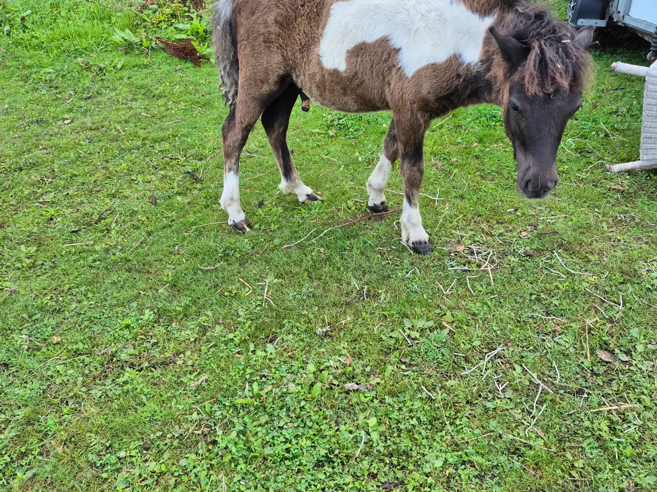 Billede 4 - Shetlænder Hingst