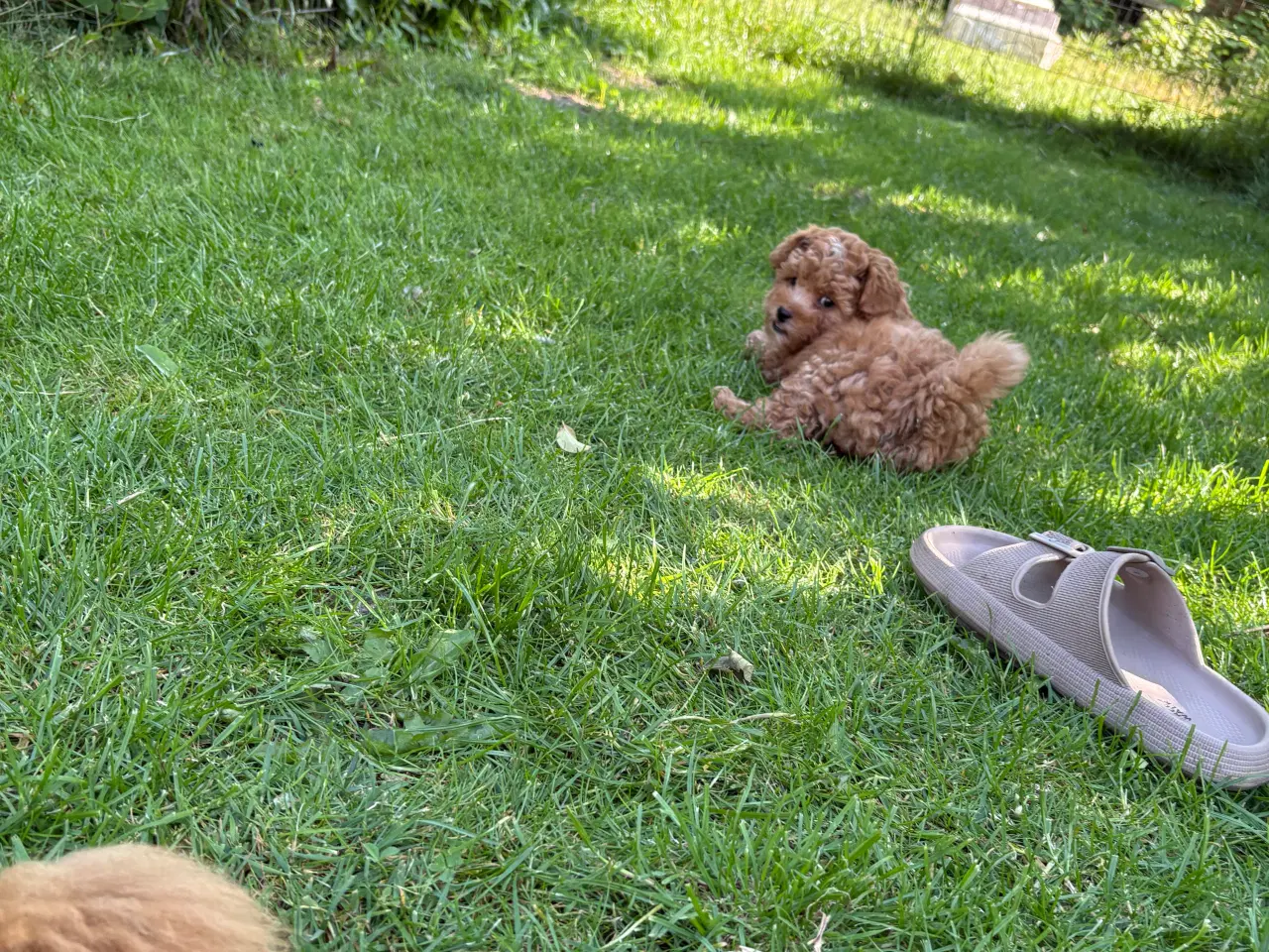 Billede 5 - De dejligste små maltipoo hvalpe