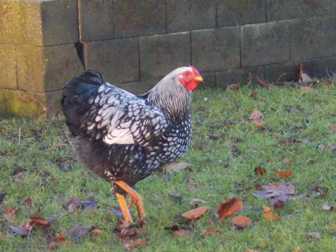 Billede 1 - Wyandot haner  sort sølv randet