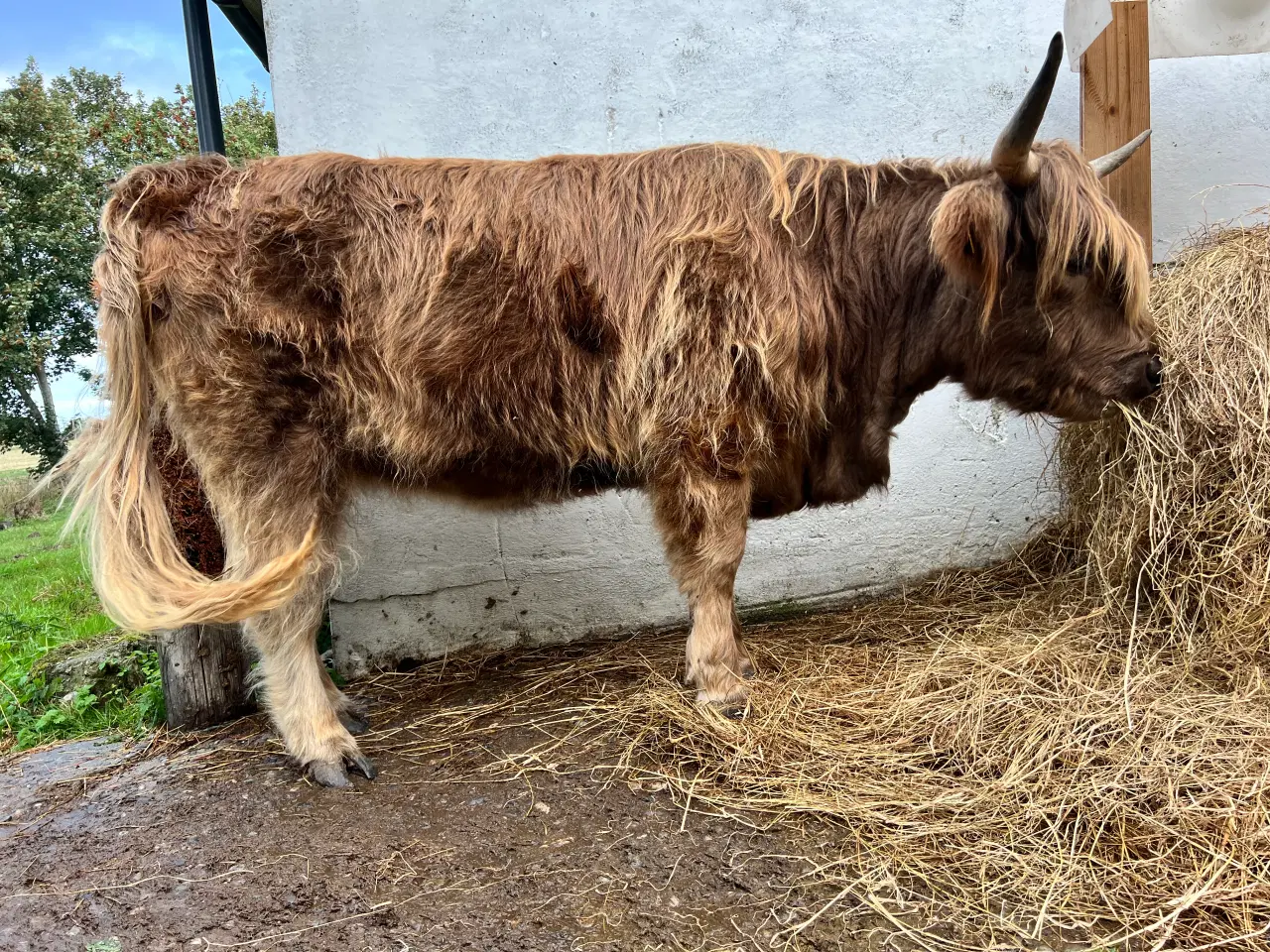 Billede 2 - Unik Dun-farvet Highlander Kvie m.Stamtavle
