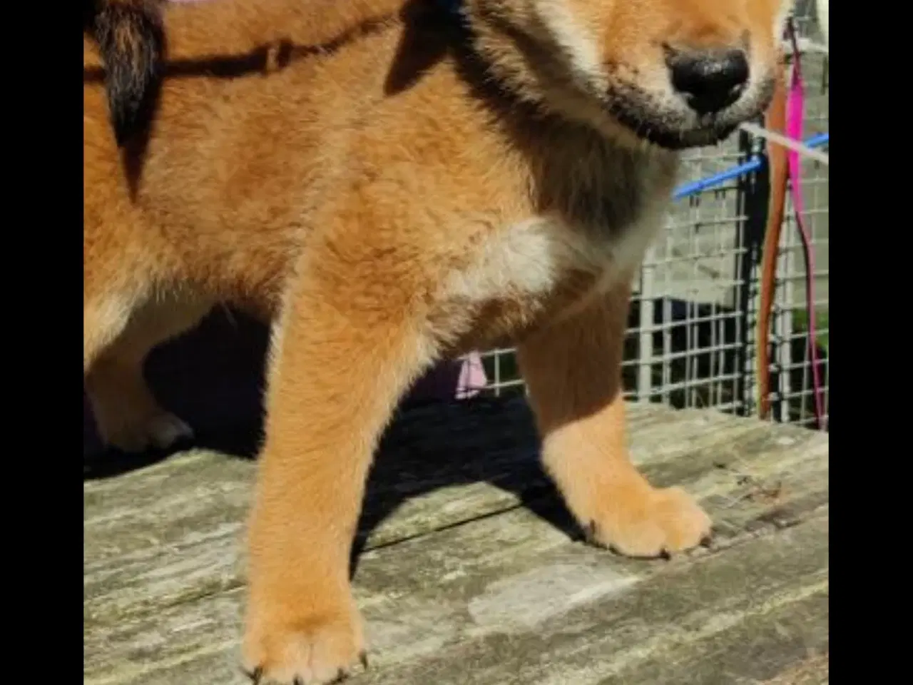 Billede 3 - Shiba hvalpe på 10 uger