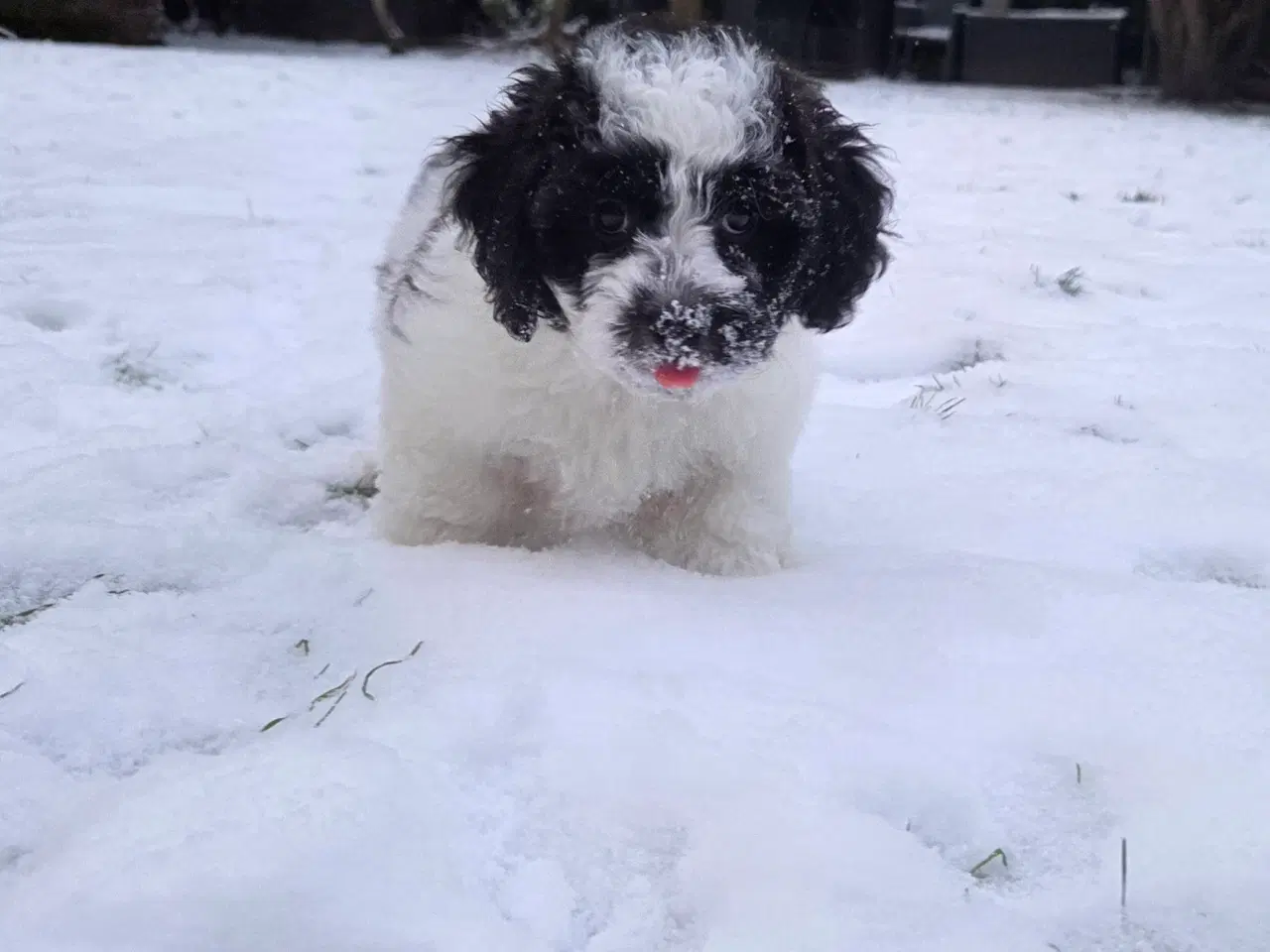 Billede 10 - Havapoo tæve hvalp❤️🐶