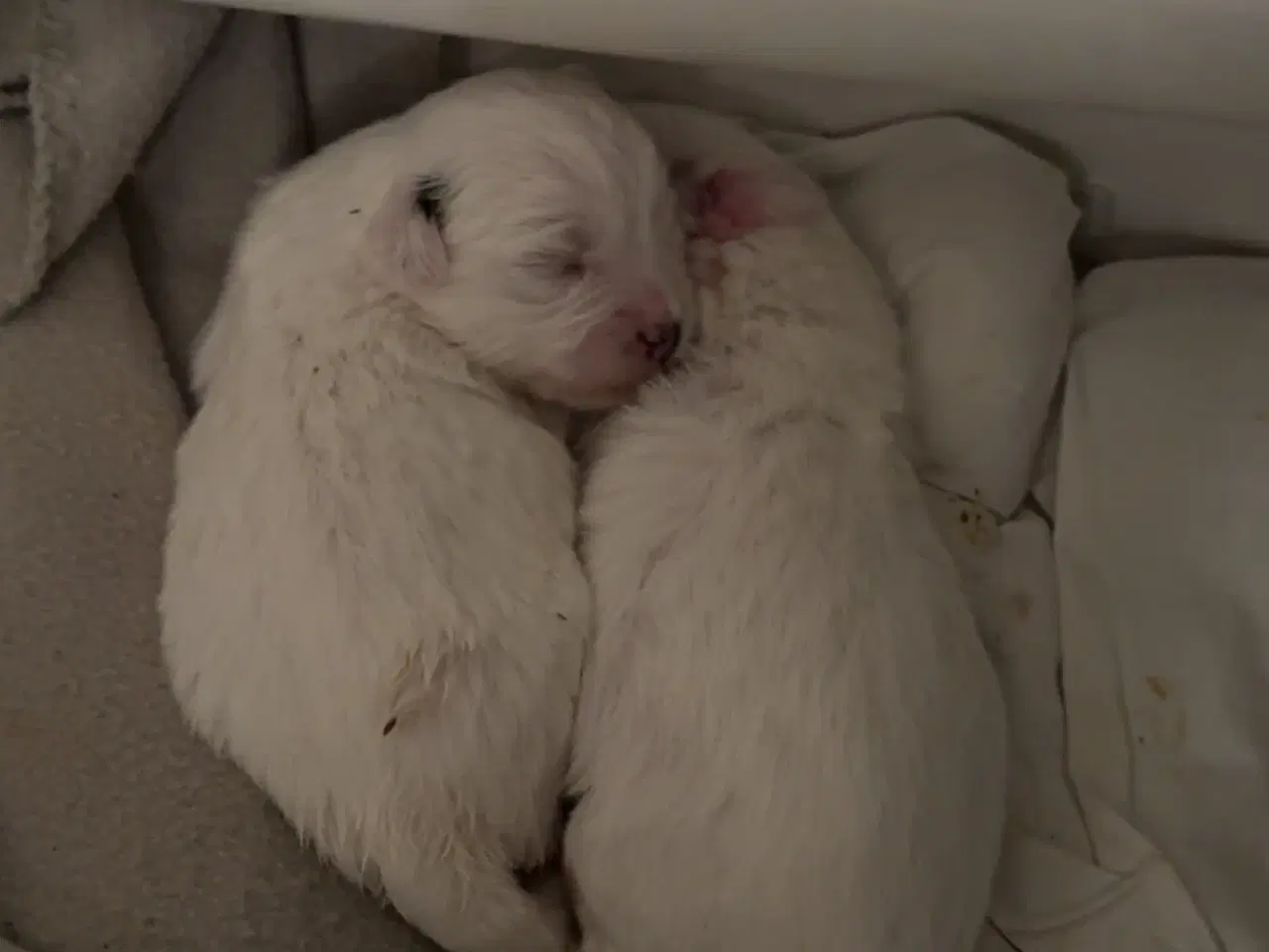Billede 6 - Coton de tulear med stamtavle