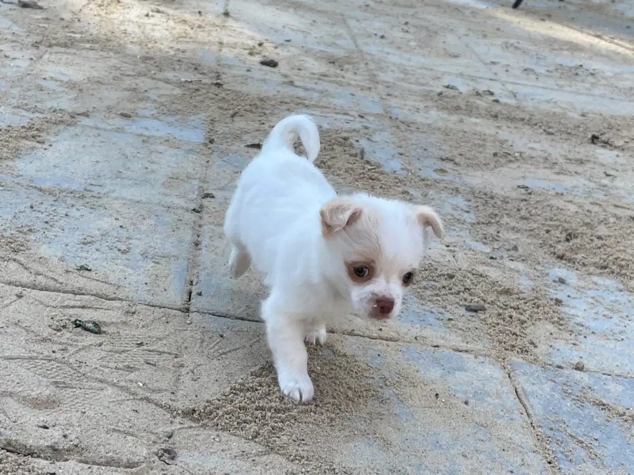 Billede 8 - Chihuahua hvalpe