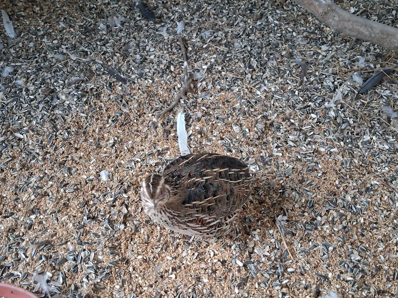 Billede 2 - 4 nymfeparakit og 1 vakkelvorne hun