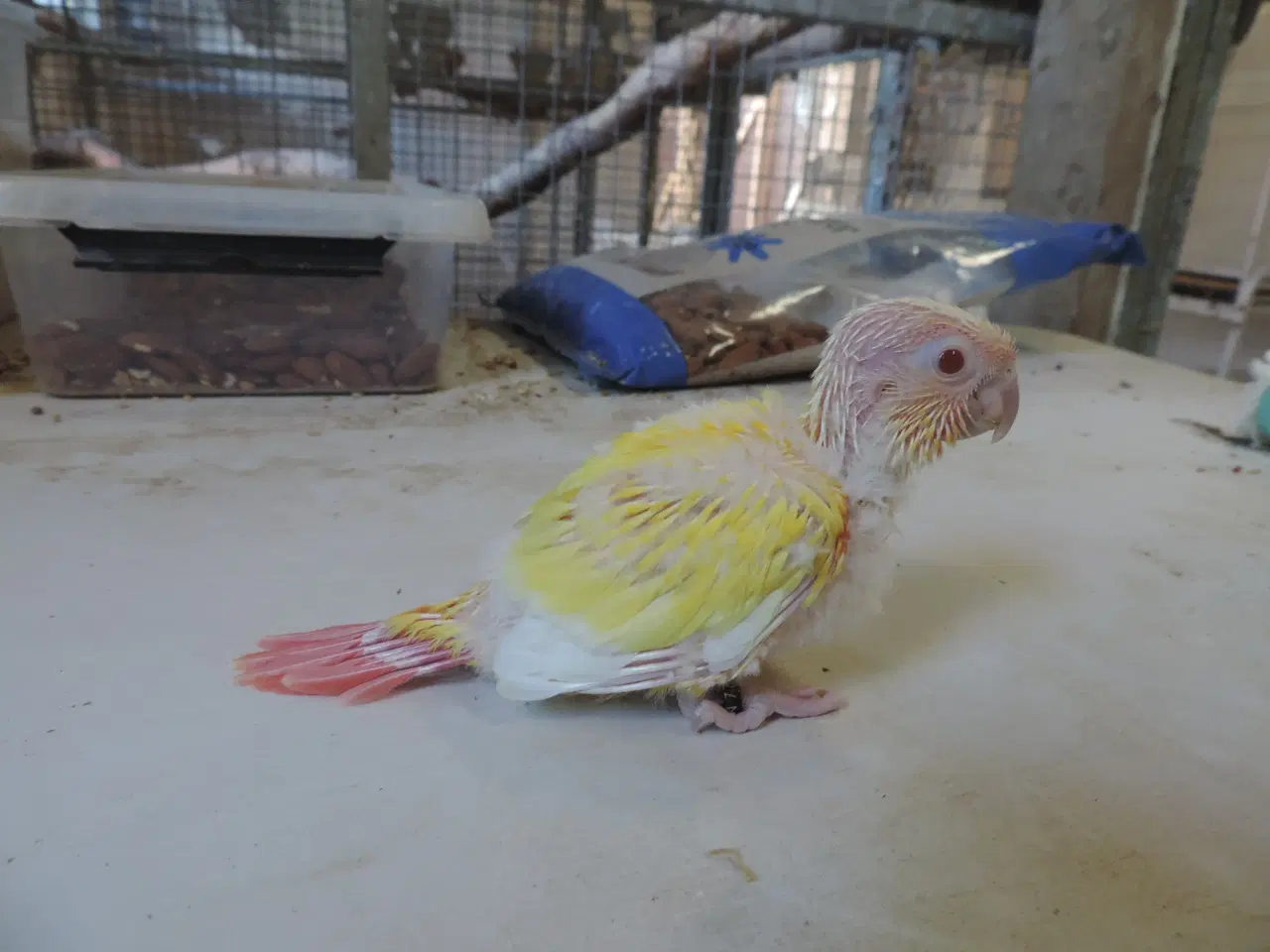 Billede 2 - Grønkindet Conure, mutation.