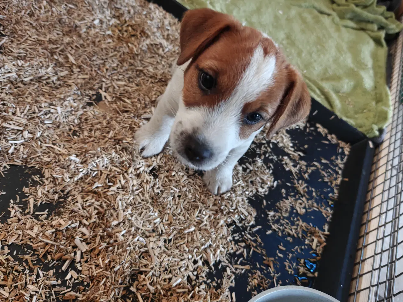 Billede 7 - Lækker Jack Russell Terrier hvalpe