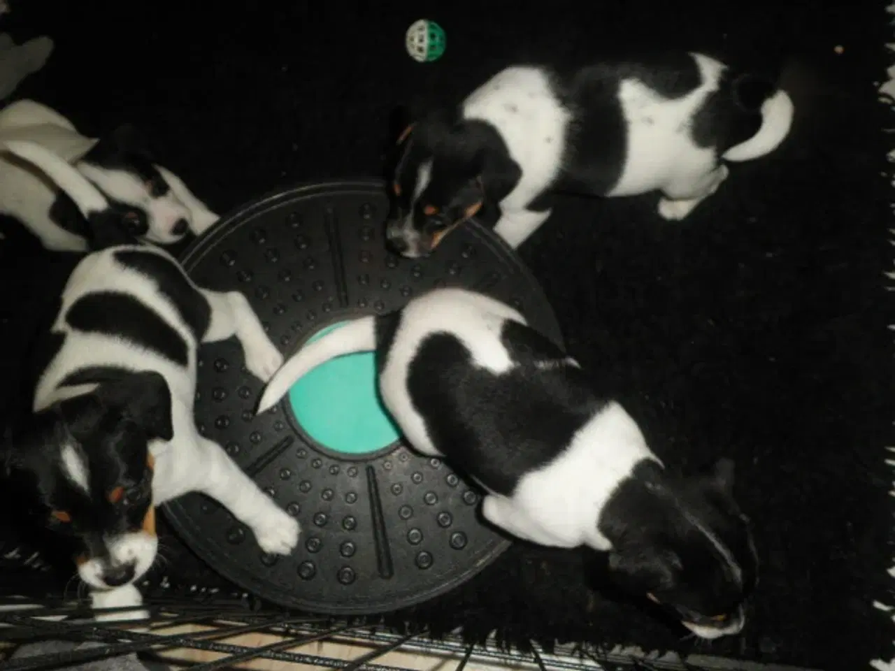 Billede 3 - Dansk/svensk Gårdhund hvalpe