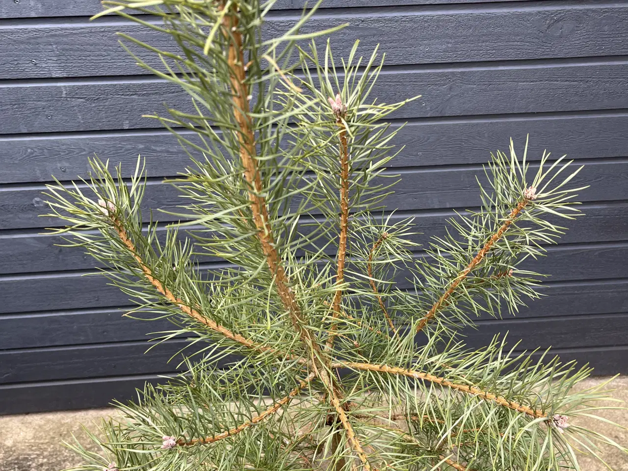 Billede 2 - Skovfyr 120-130cm (pottegroet)