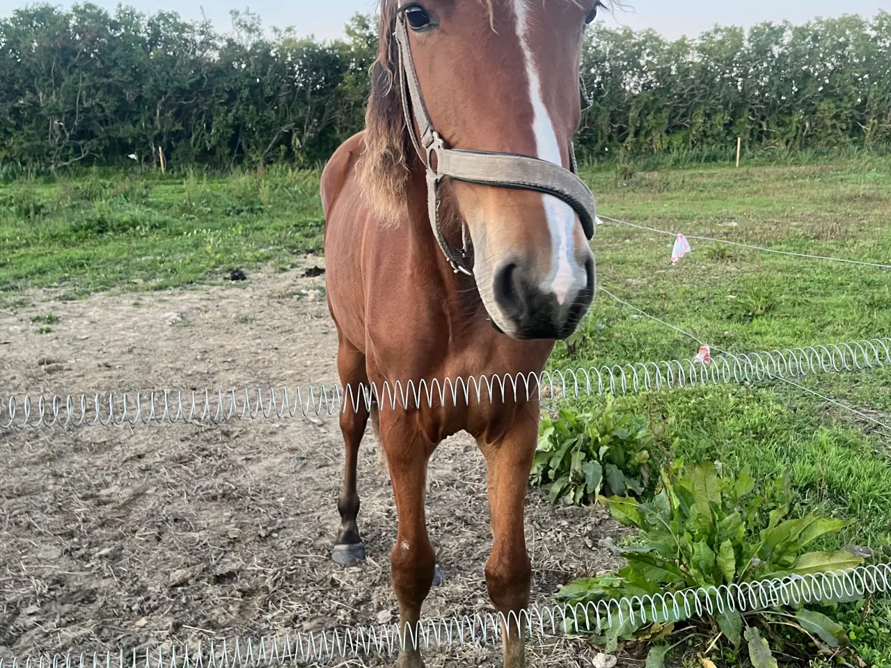 Billede 1 - Et smukt og harmonisk hoppeplag