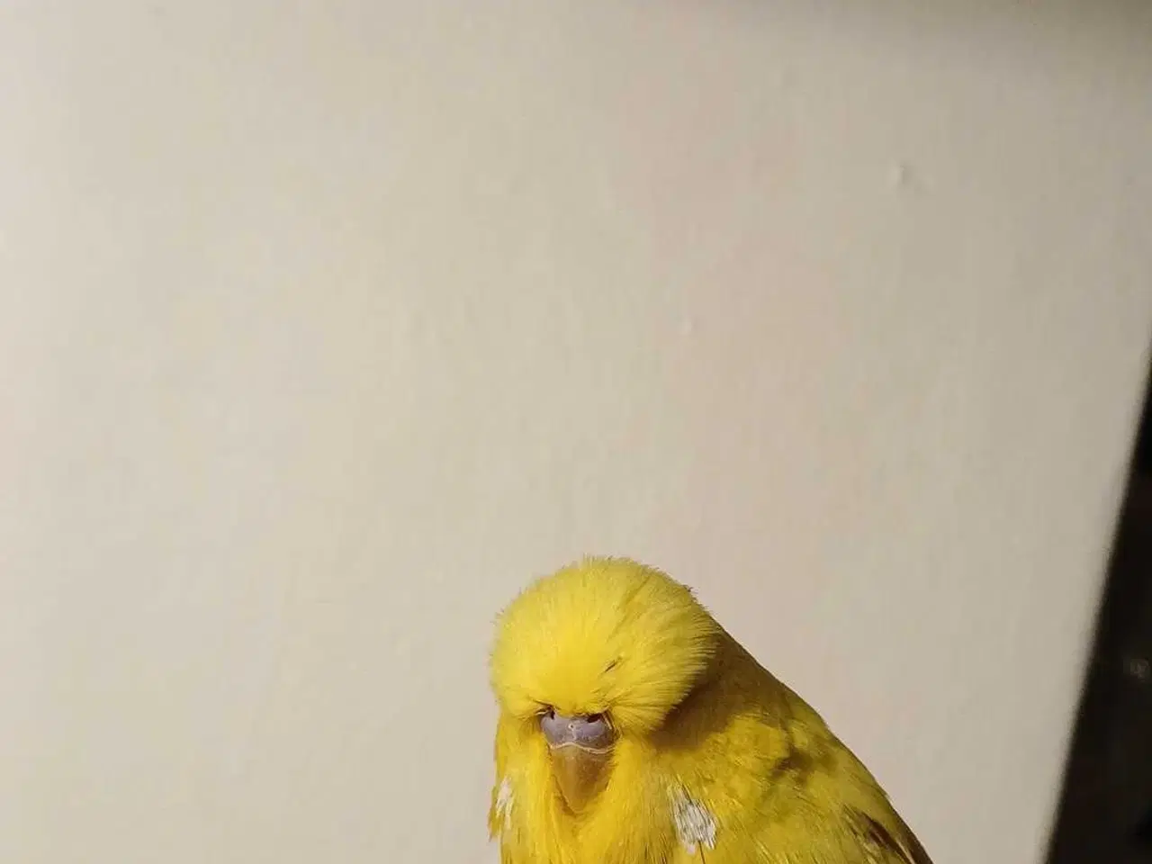 Billede 1 - Engelsk undulat han 