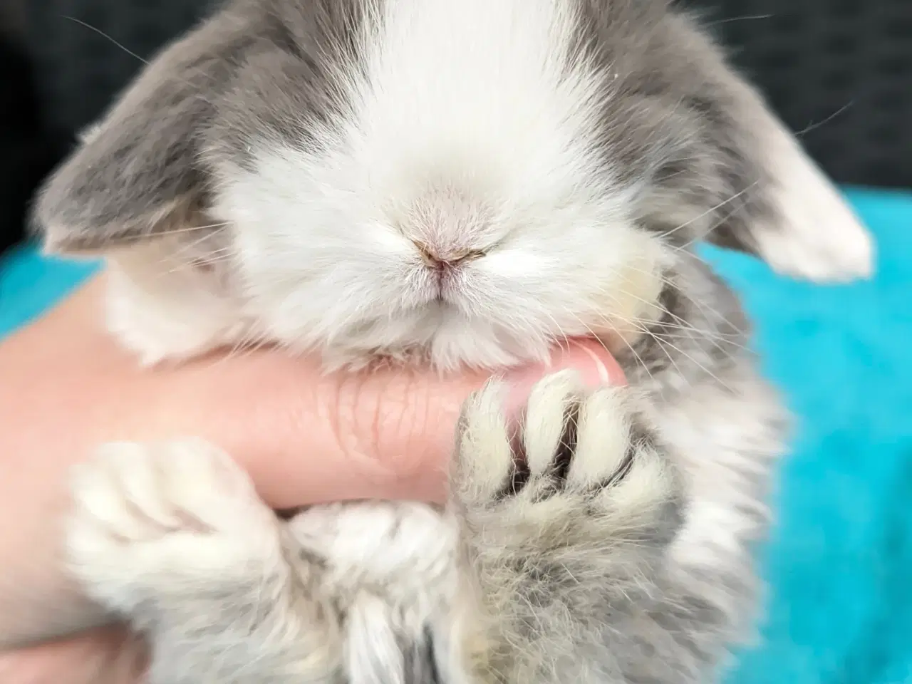 Billede 7 - Minilop kaninunge sælges 