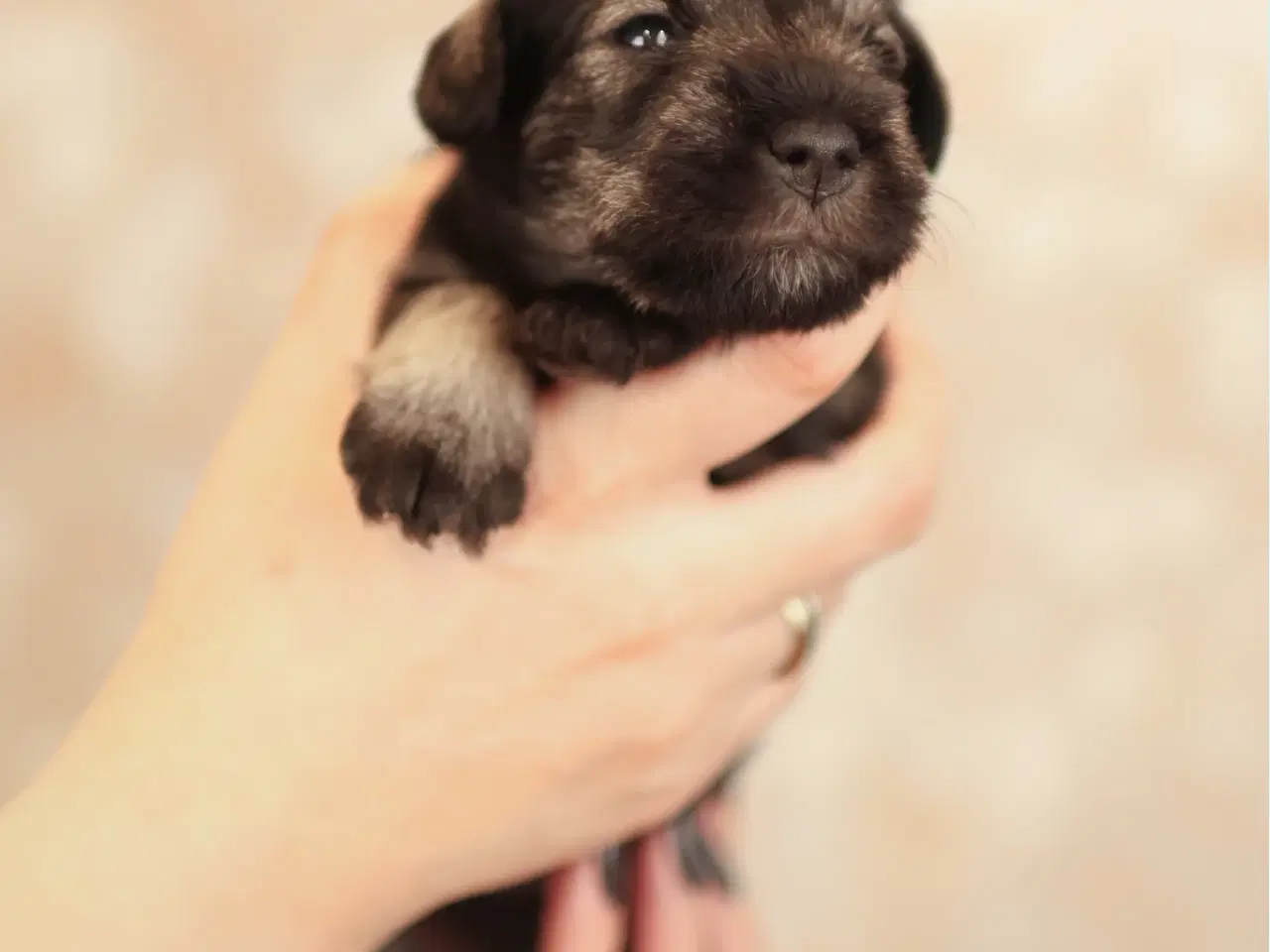 Billede 11 - Puppy Miniature Schnauzer, Dværgschnauzer FCI