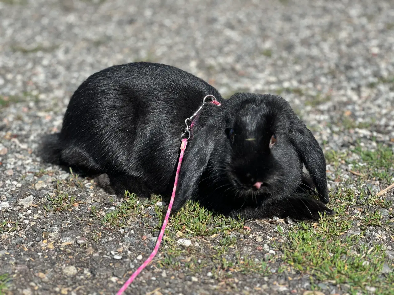 Billede 13 - Østrigsk Hopkanin / Kælekanin sælges