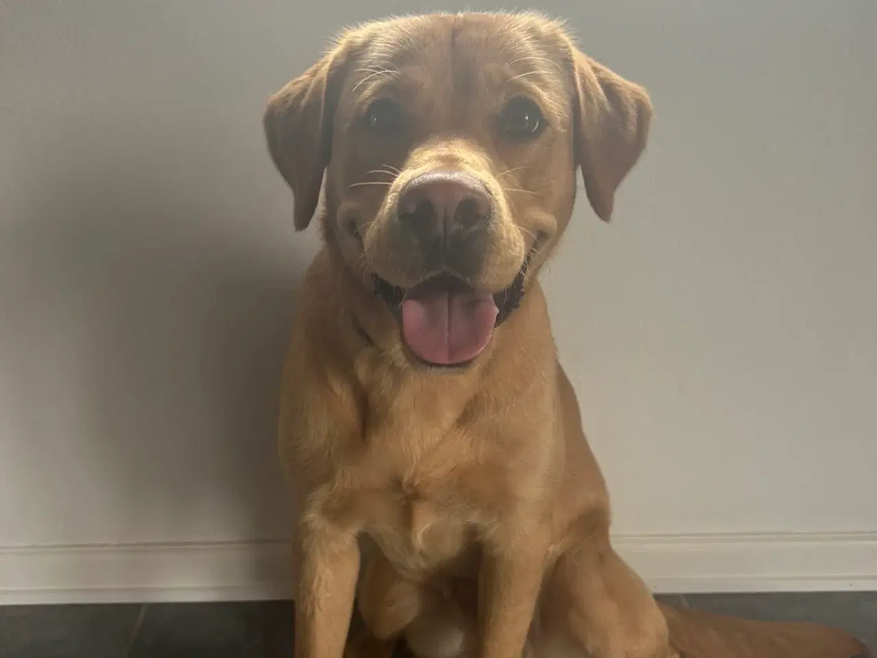 Billede 1 - Bl. Labrador søger ny Familie
