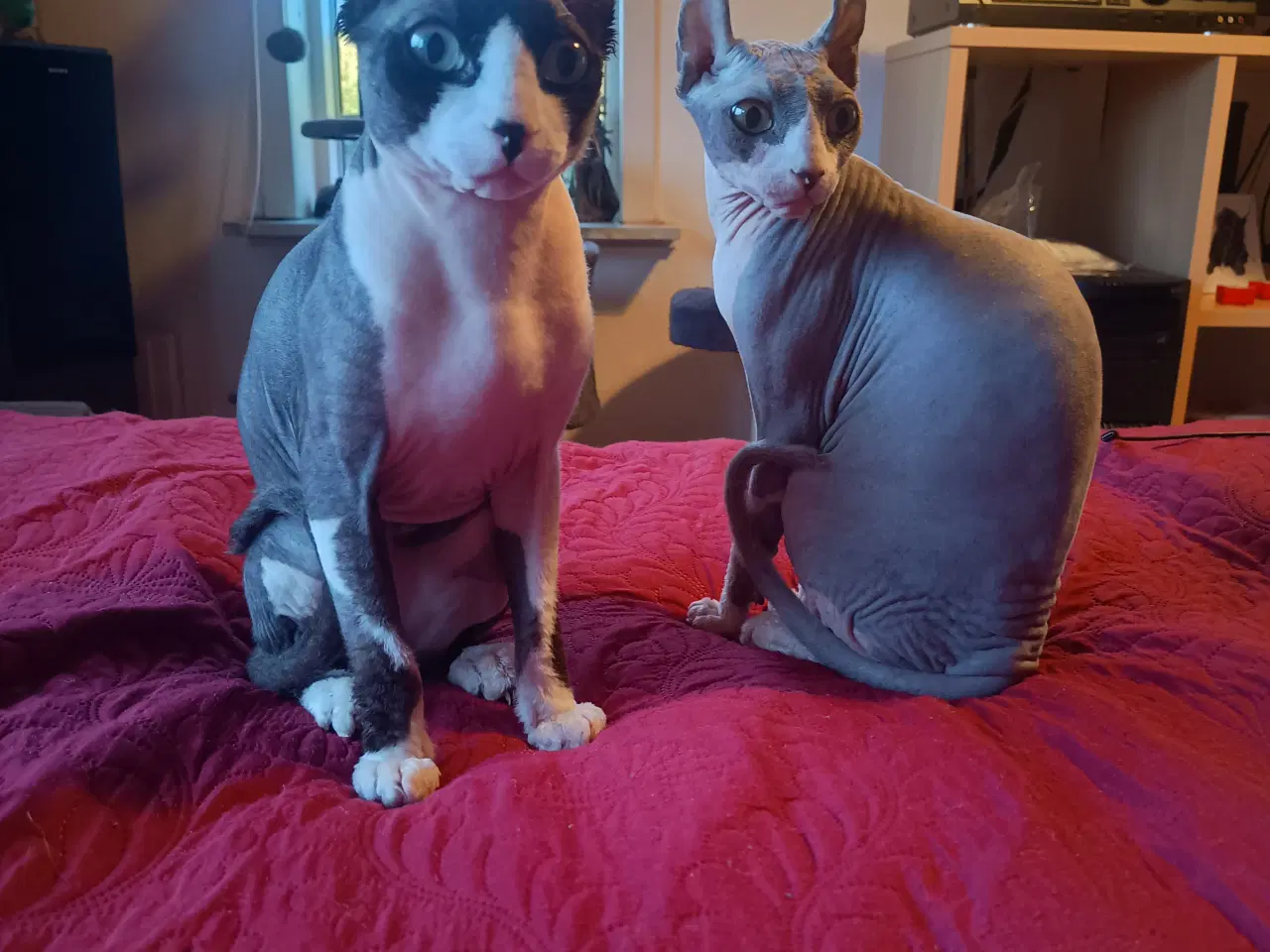 Billede 7 - Sphynx Elf kat