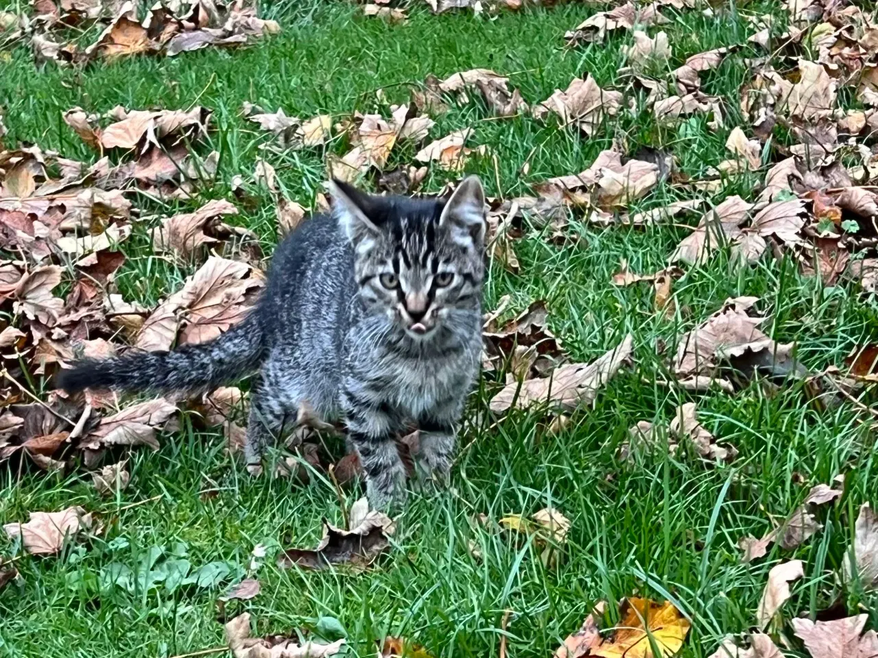 Billede 3 - To han killinger