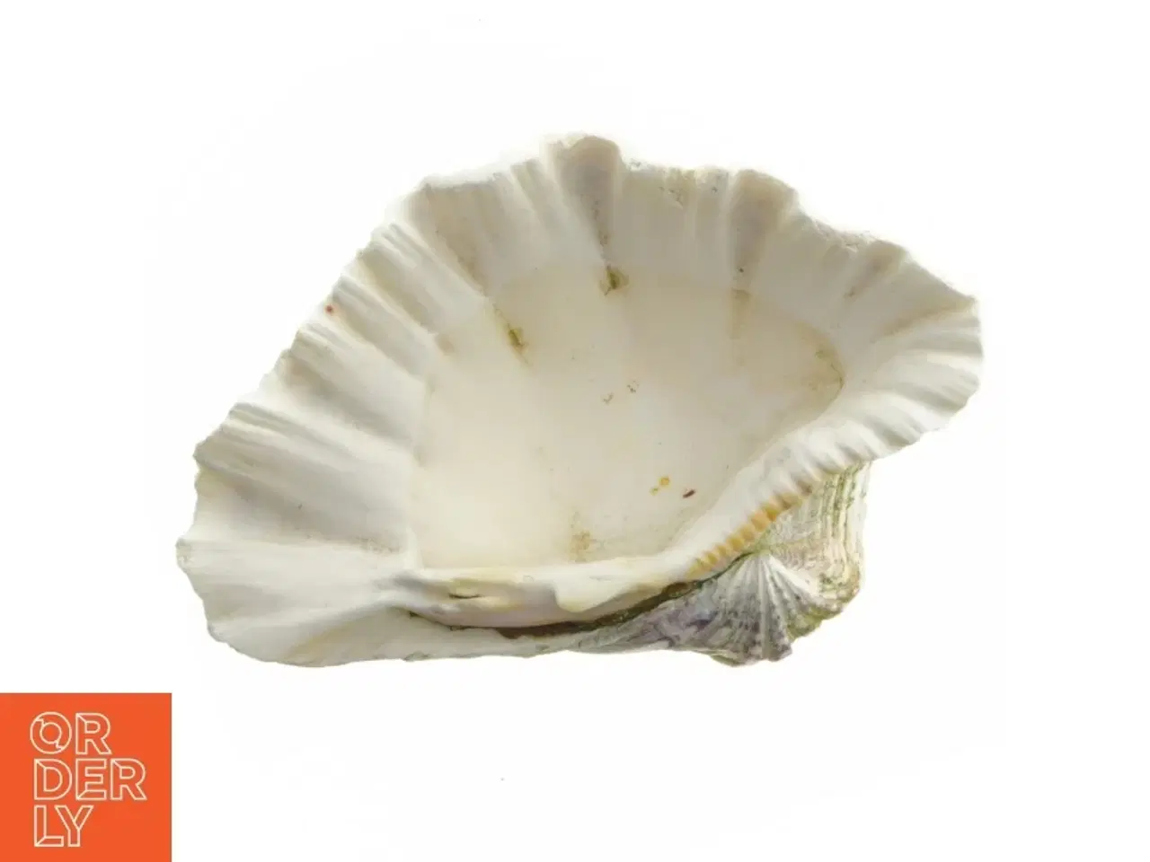 Billede 2 - Stor muslingeskal (str. 21 cm)