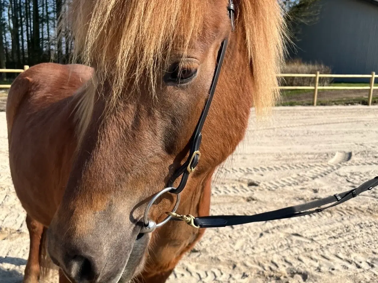 Billede 4 - Smuk og alsidig islænderhoppe