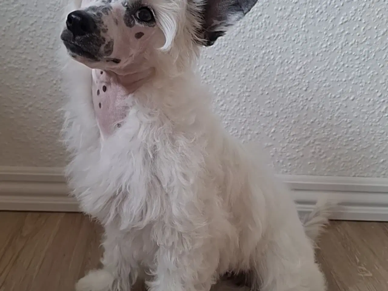Billede 1 - Chinese Crested powder puff med DKK stambog
