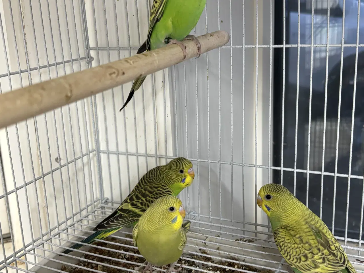 Billede 3 - Australske undulater