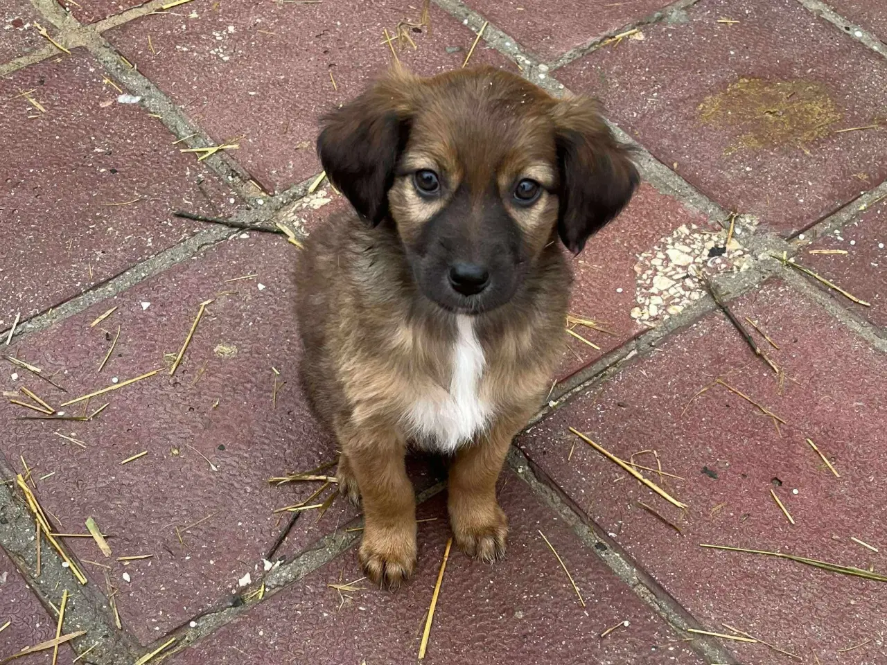 Billede 2 - Sugar søger sin egen familie🩷