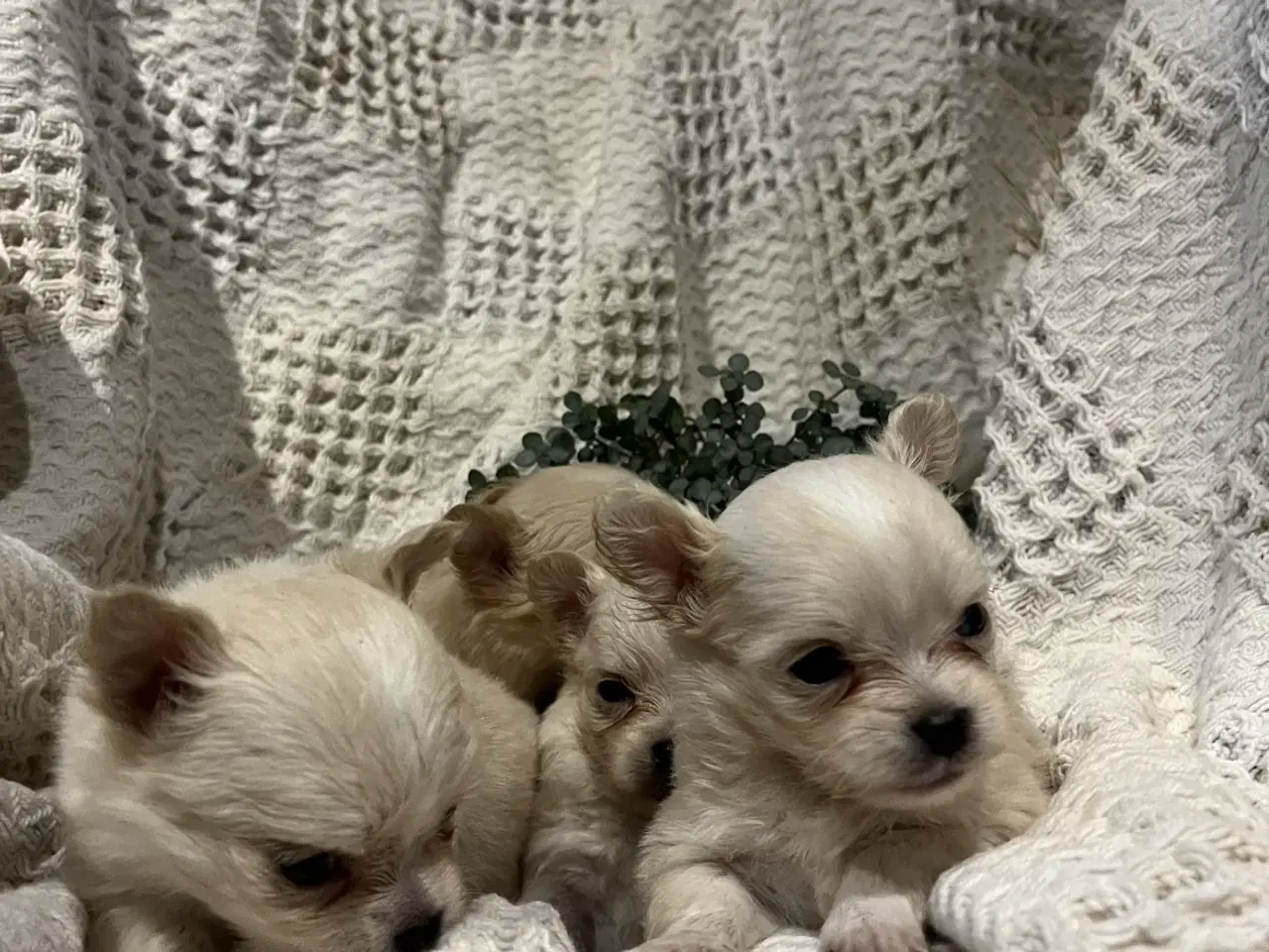 Billede 3 - Chihuahua