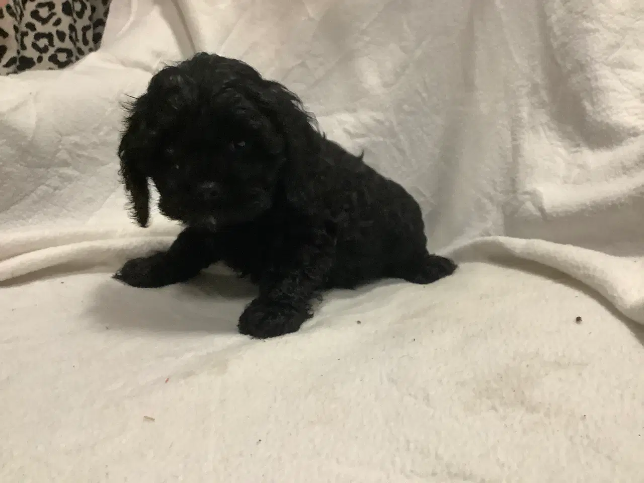 Billede 4 - Cockapoo.