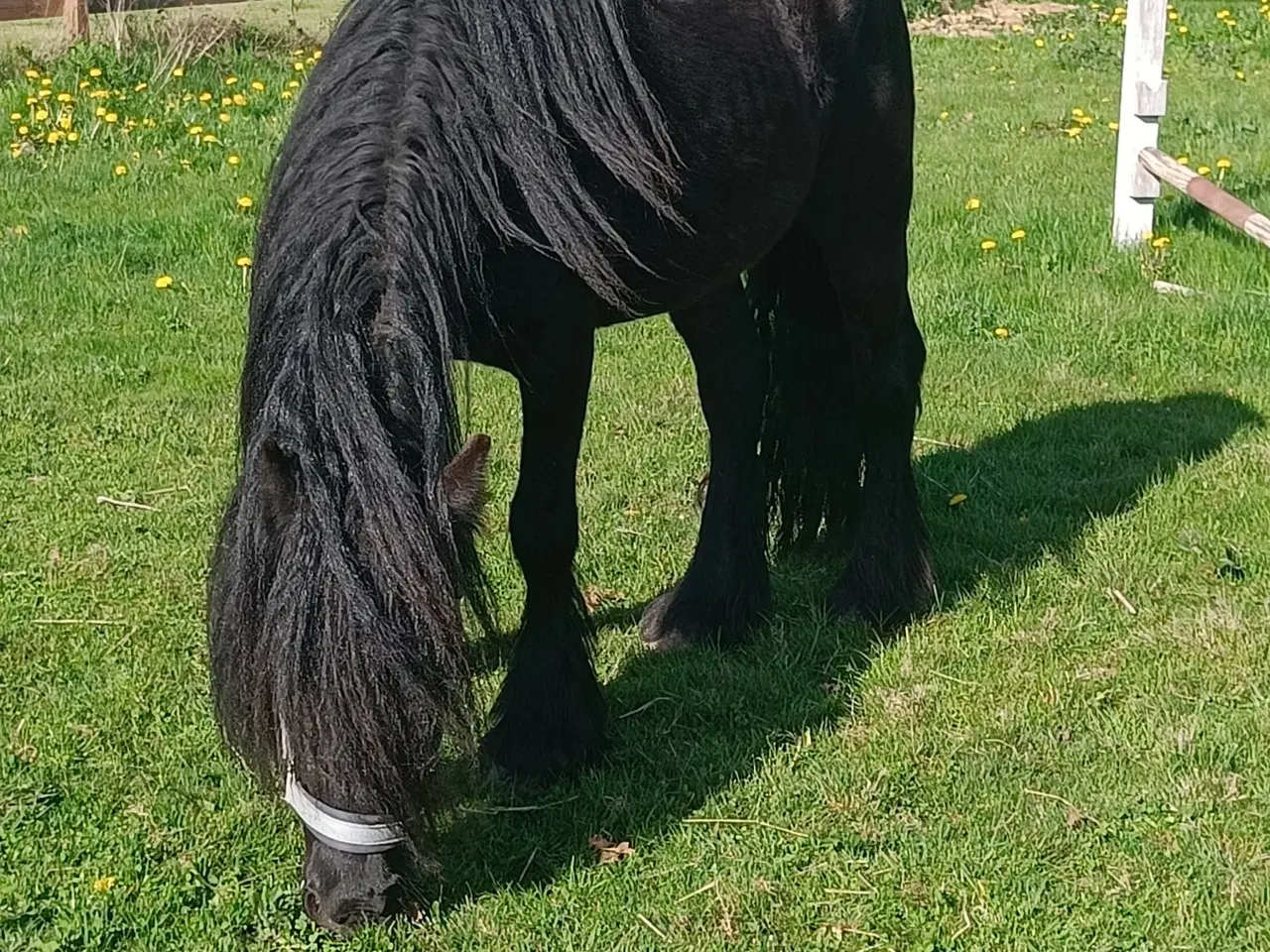 Billede 1 - Projekt Pony