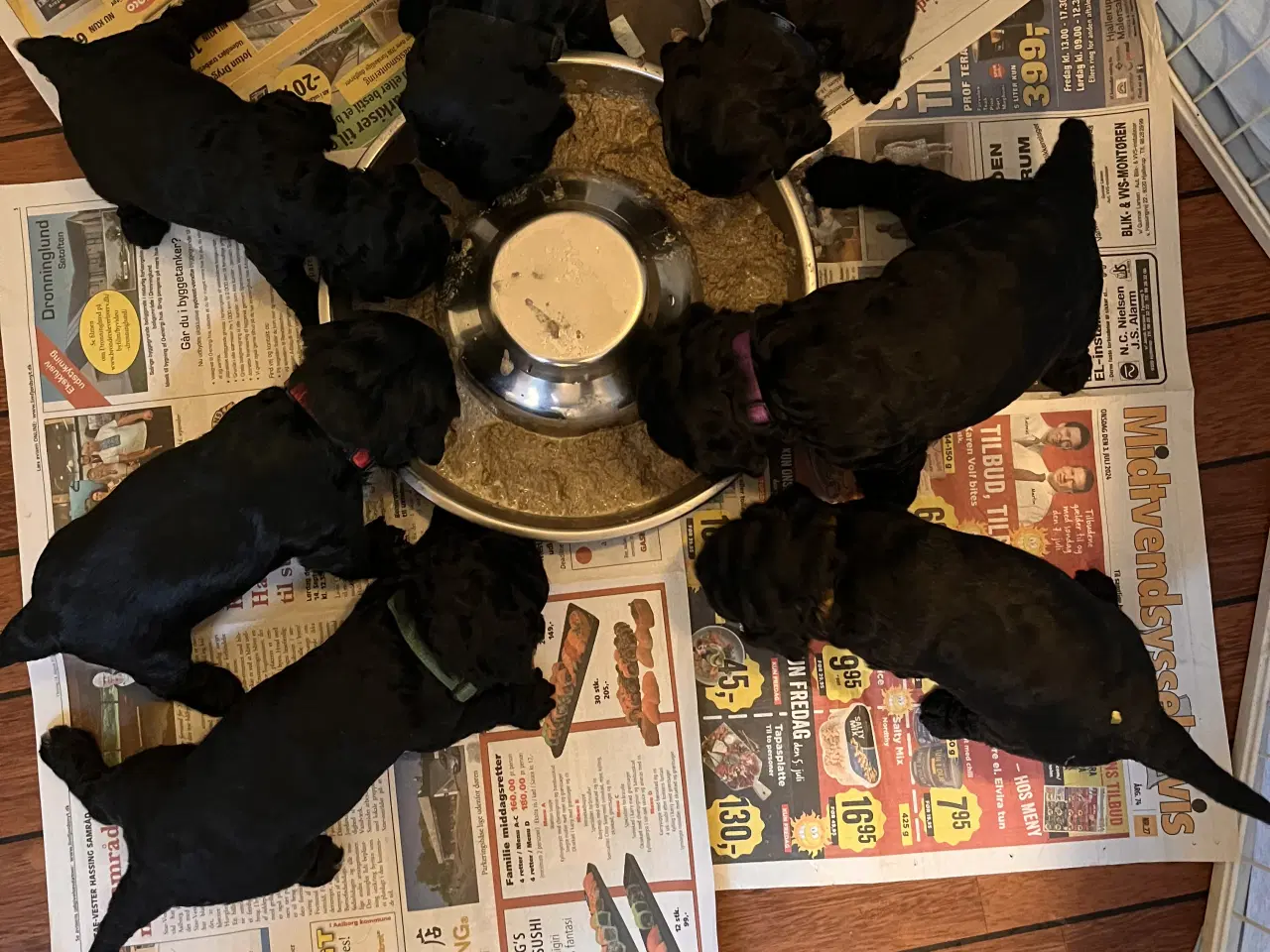 Billede 10 - Cockapoo hvalpe søger nye hjem