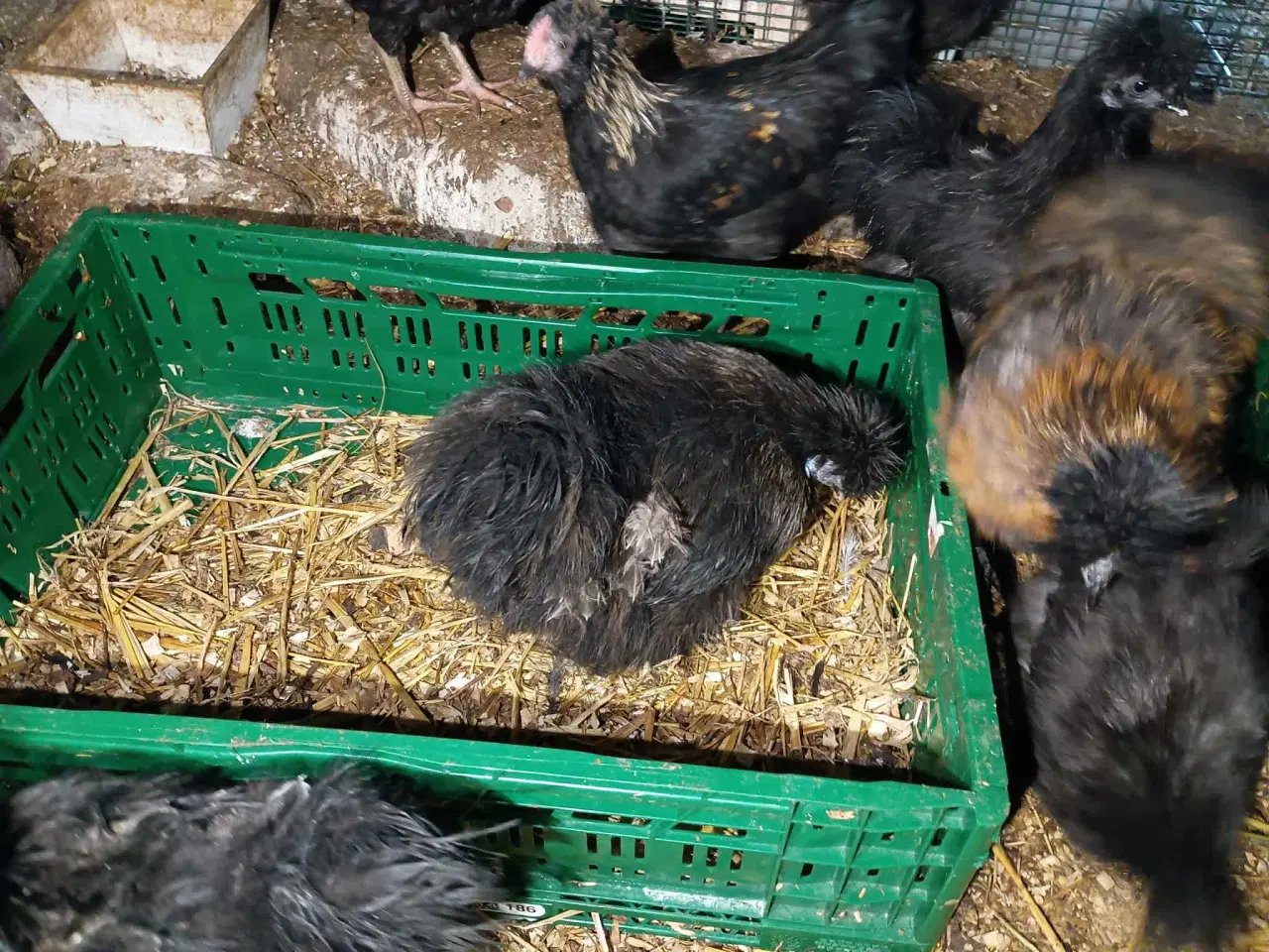 Billede 16 - Blænding race  Varmefri kyllinger  for Multi farve