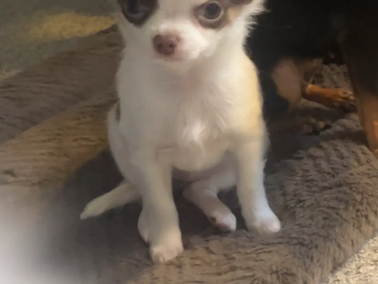 Billede 2 - Langhåret chihuahua pige