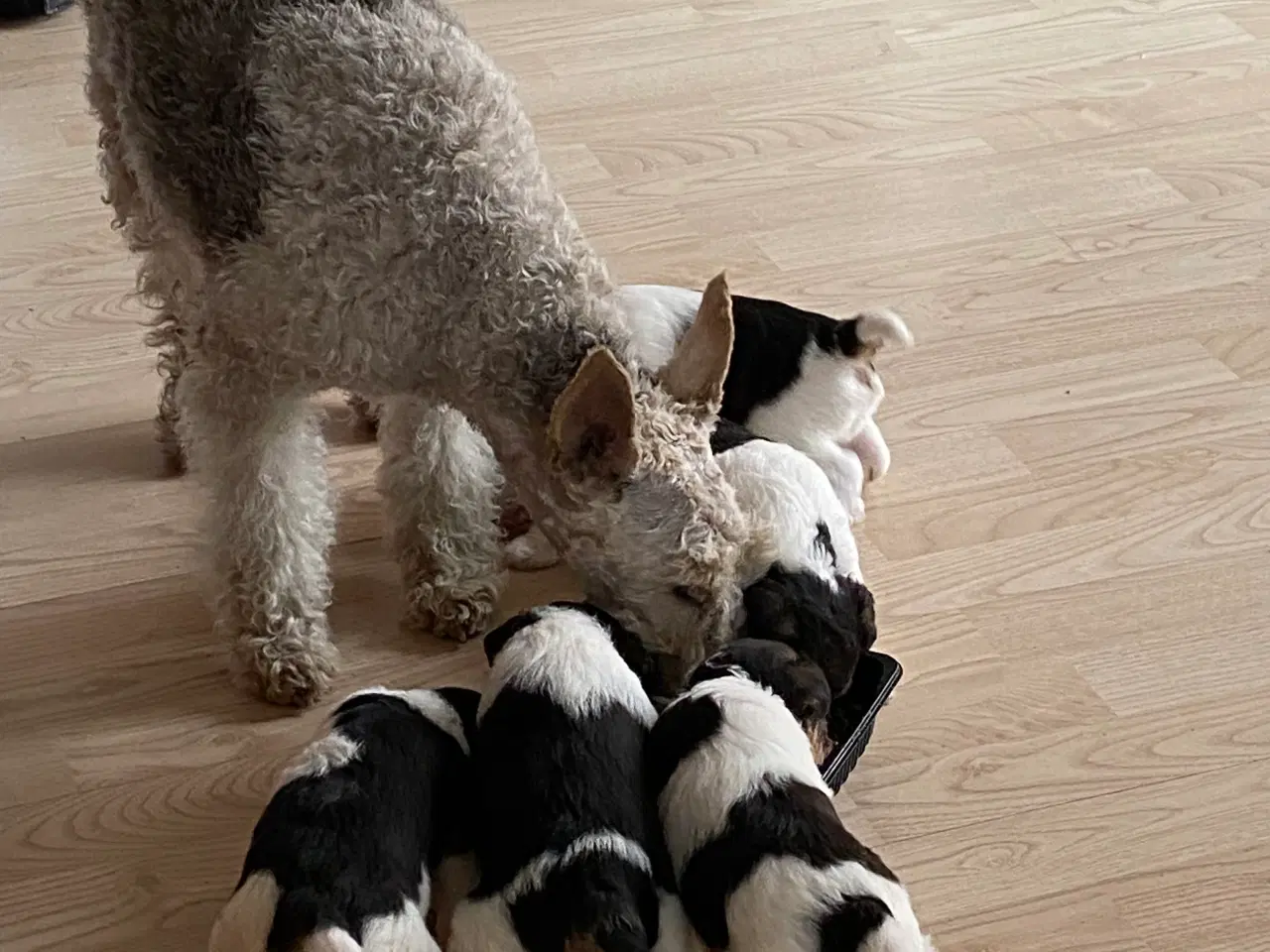Billede 15 - Ruhåret FOX terrier 