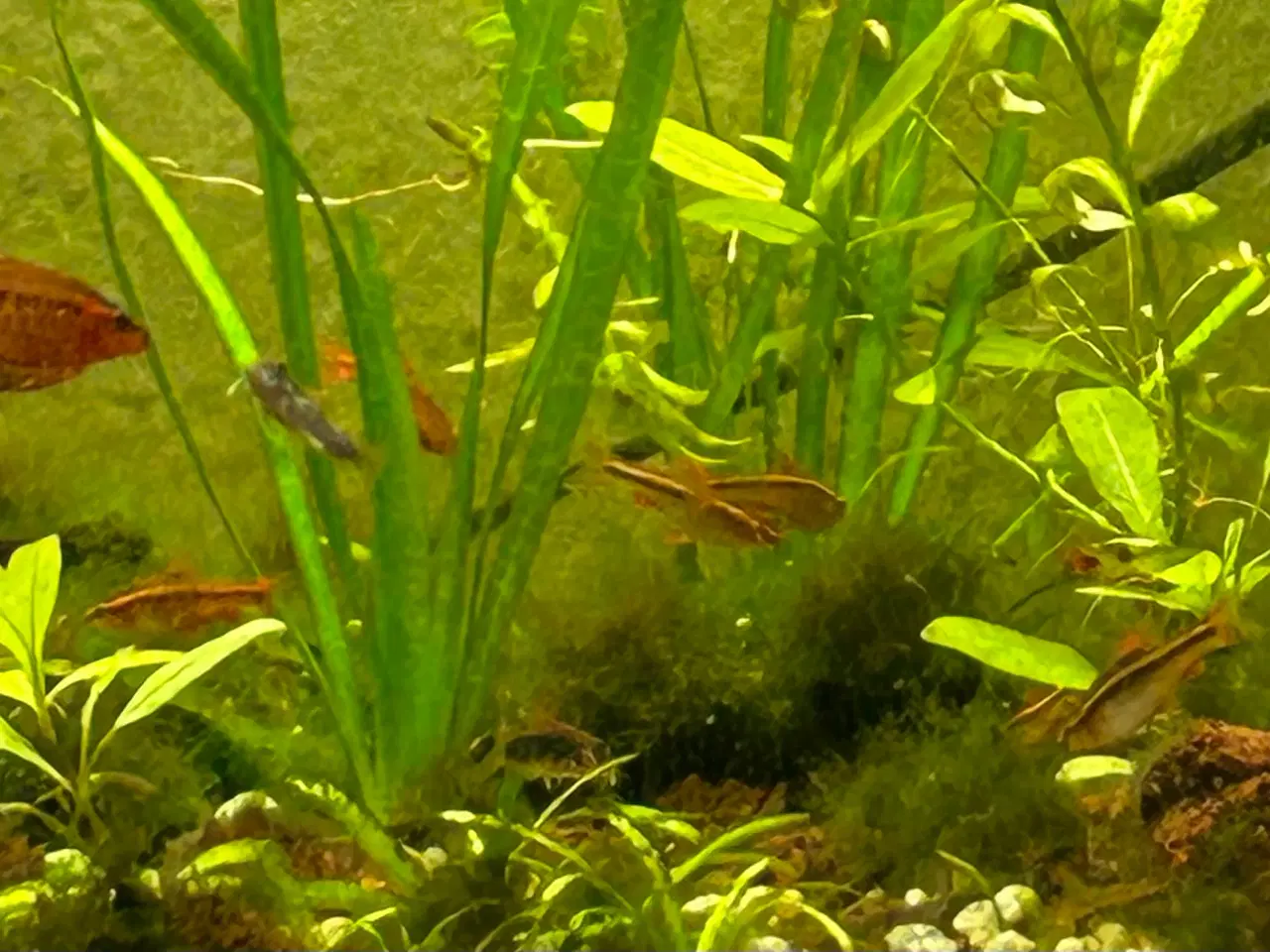 Billede 9 - 🍒🐟 Smukke Kirsebær Barber 🚨 Rolige akvariefisk