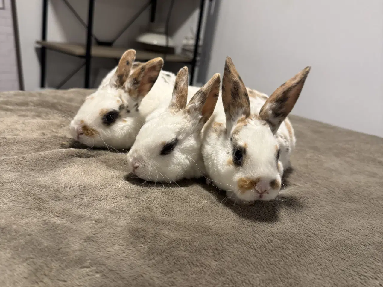 Billede 1 - Rex kanin unger 